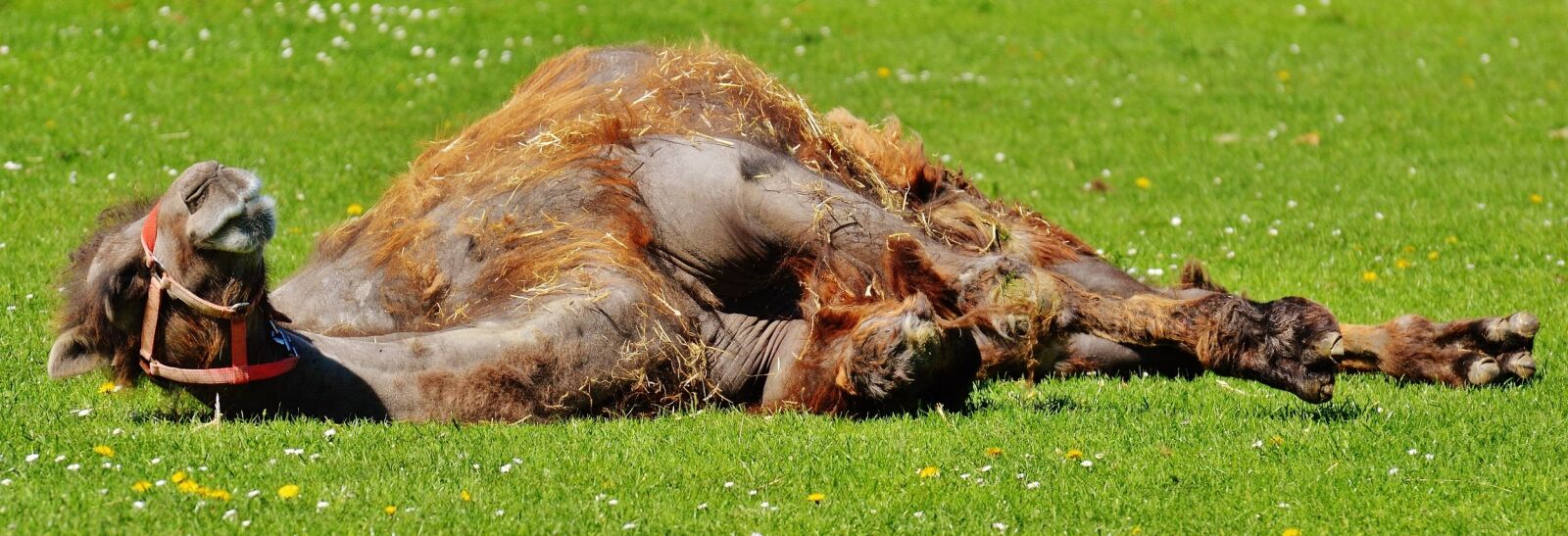 Nikon D3200 sample photo. Camel, relax, lazing around photography