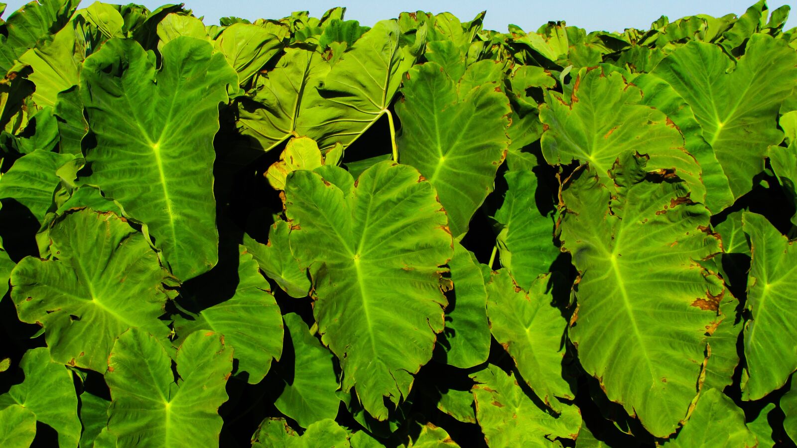 Canon PowerShot SX400 IS sample photo. Taro, leaves, food photography