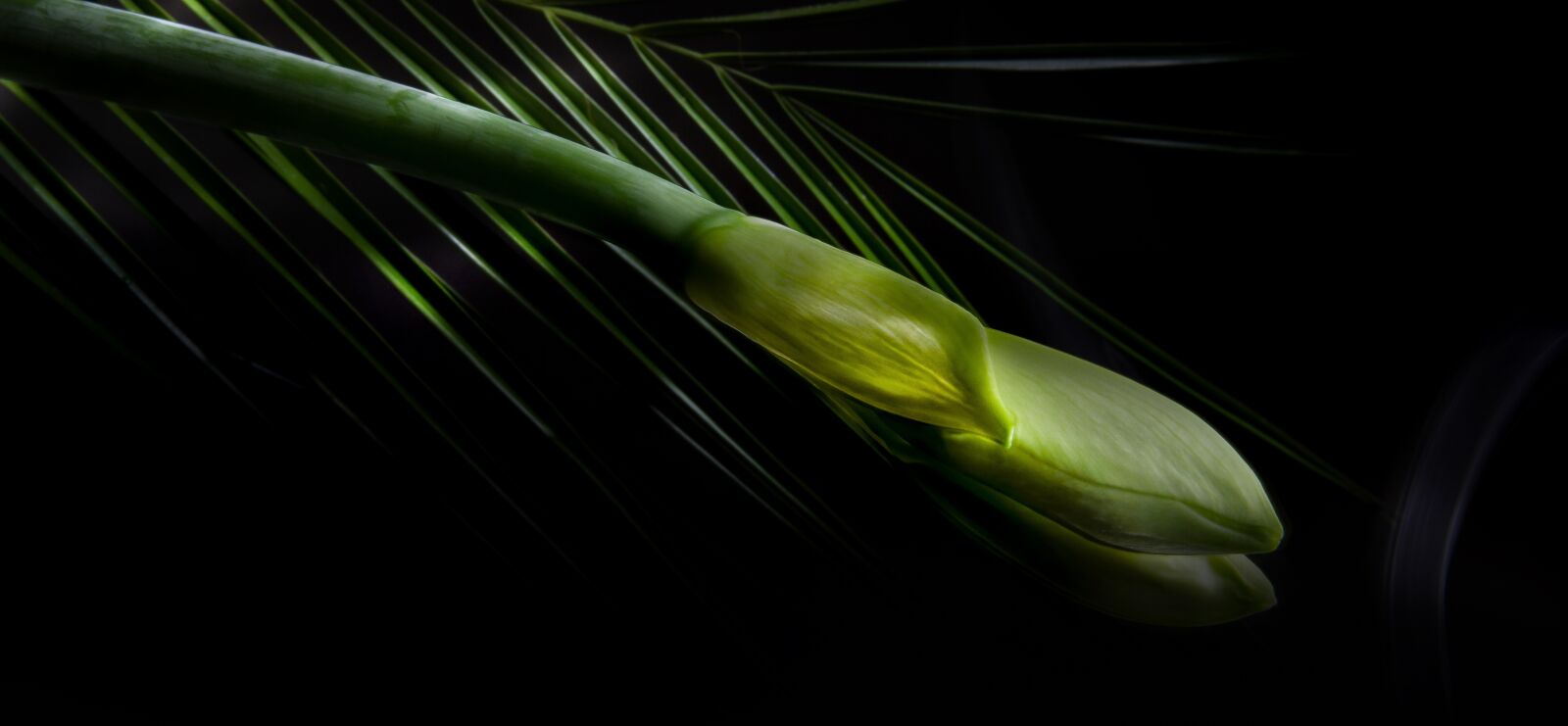 Canon EOS 7D sample photo. Light painting, amaryllis, closed photography