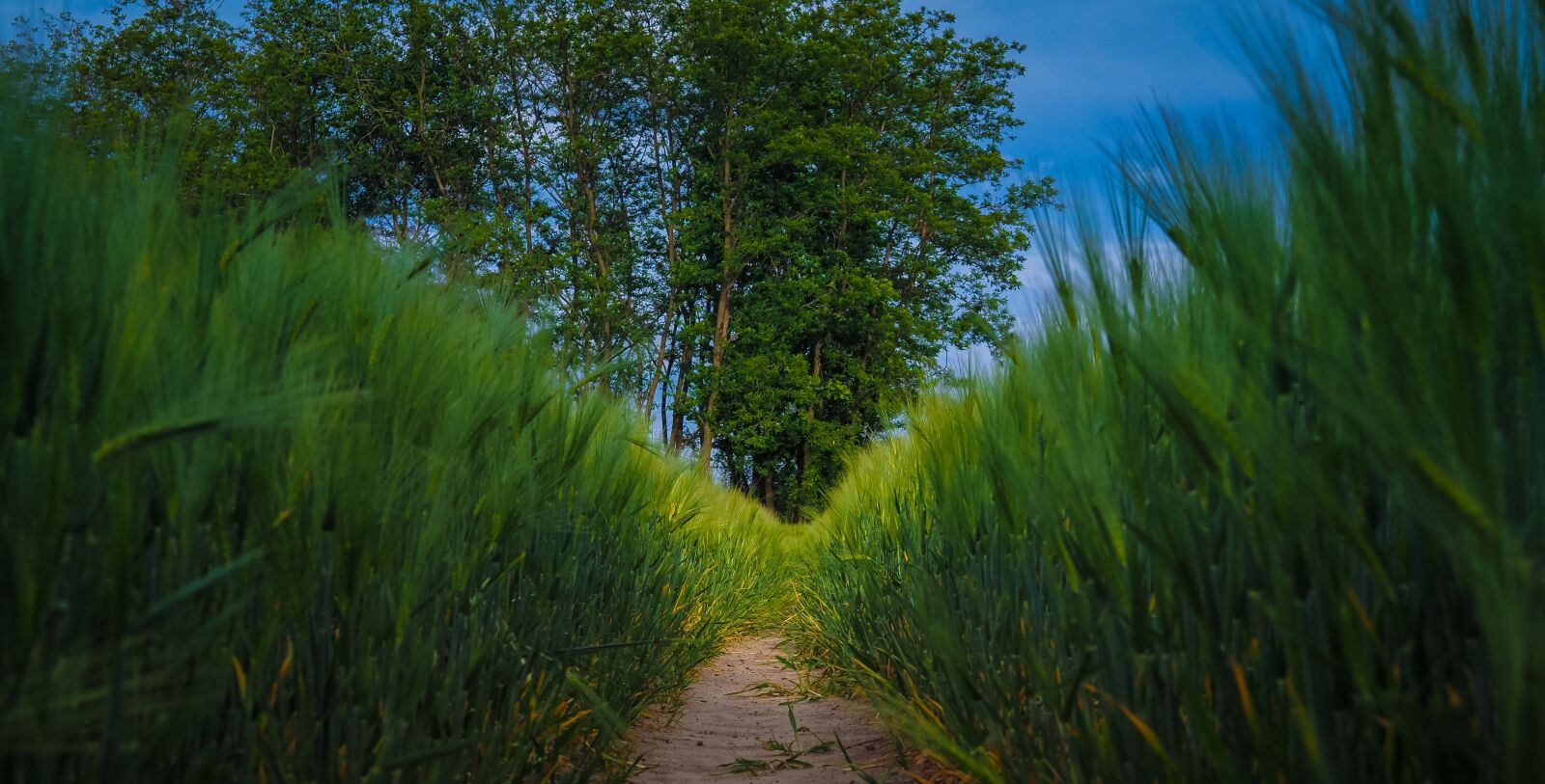 Olympus OM-D E-M1 Mark III sample photo. Rye, rye field, cereals photography