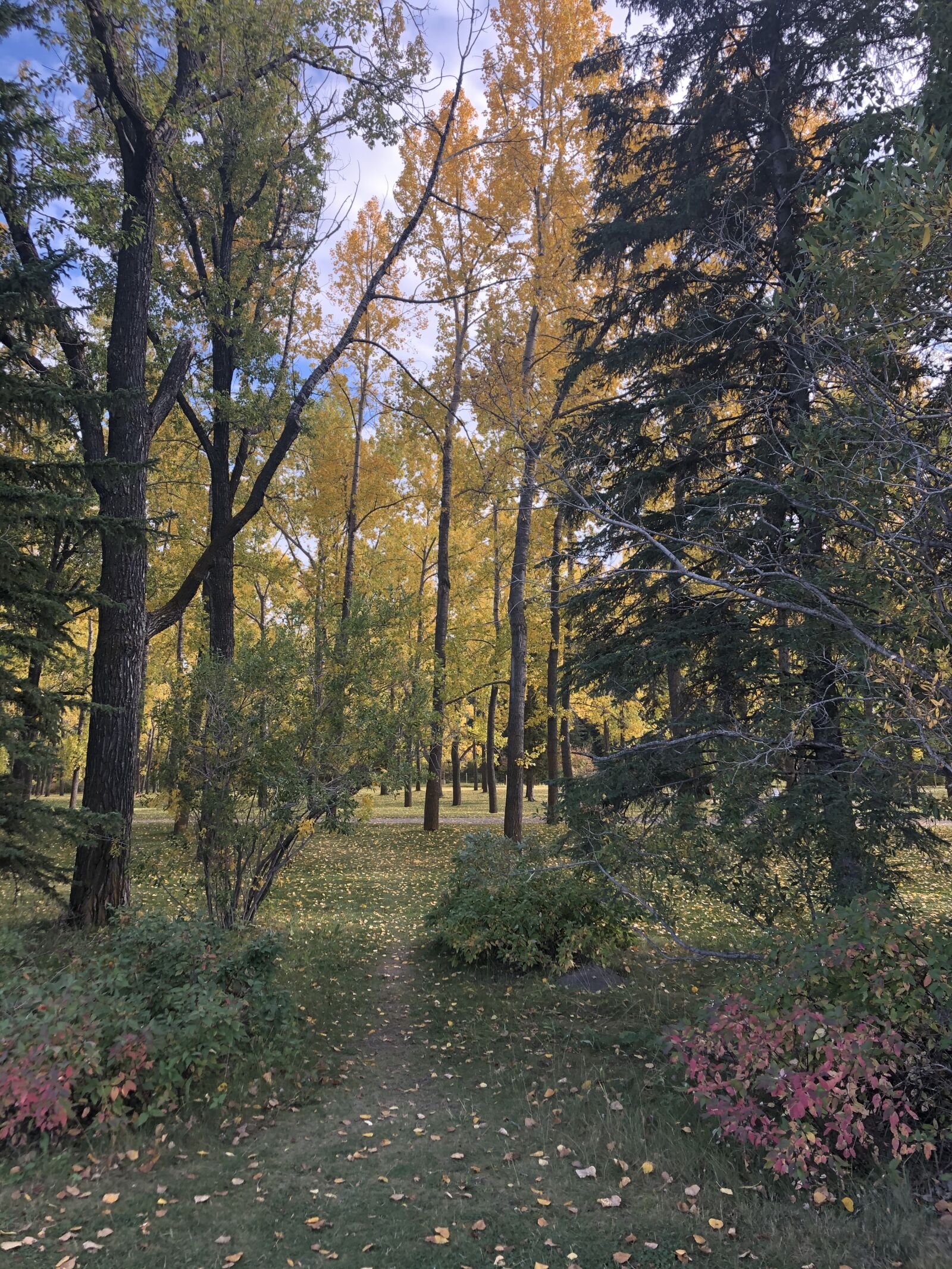 iPhone 8 back camera 3.99mm f/1.8 sample photo. Fall, trees, alberta photography