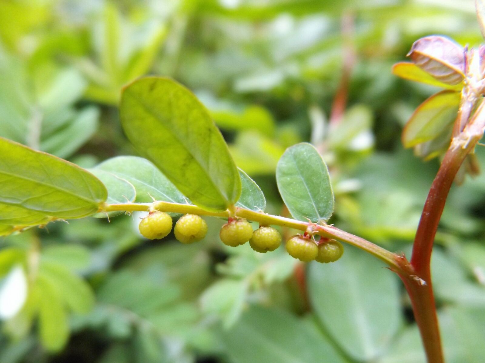 Fujifilm FinePix S8600 sample photo. Small, fruit, garden photography