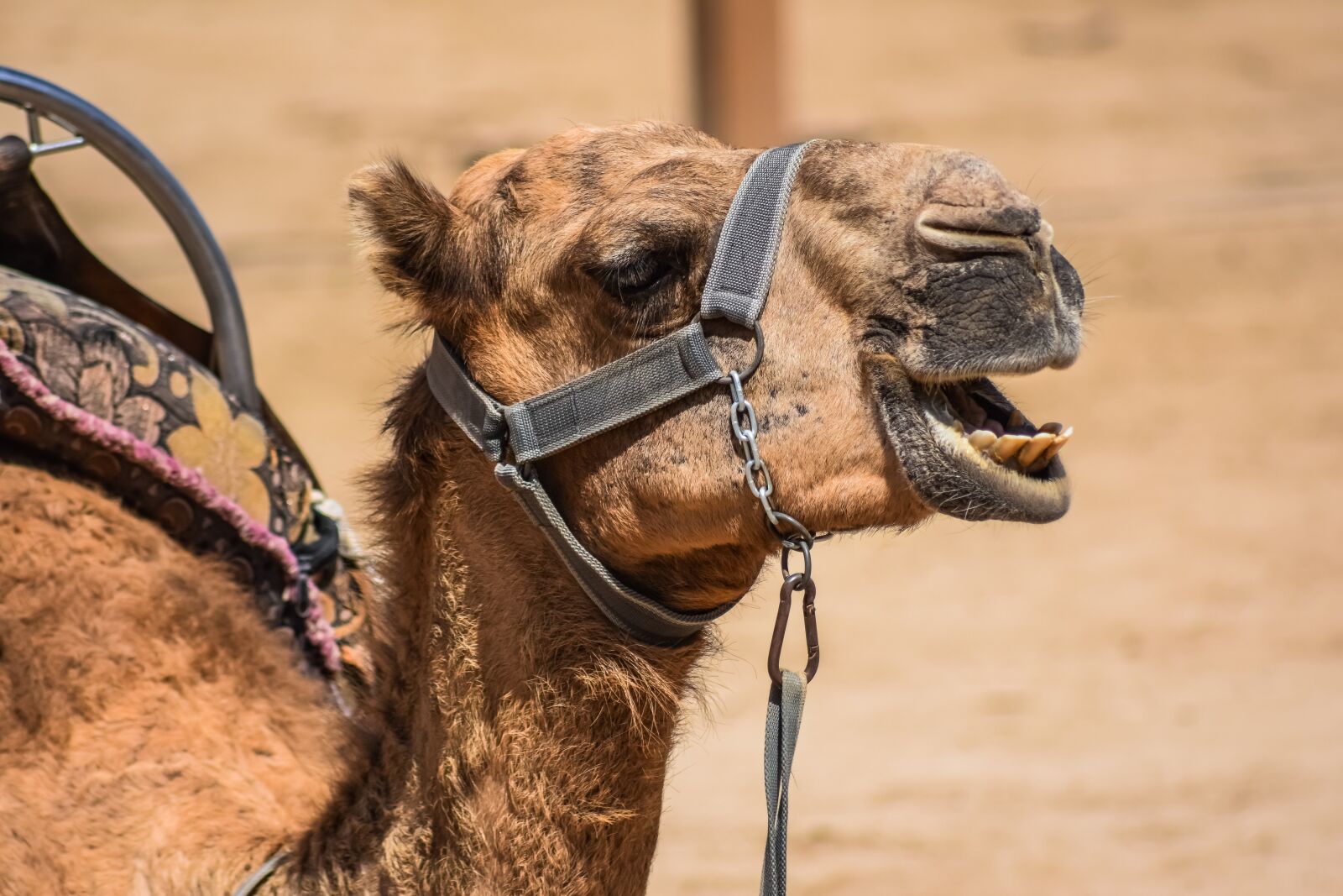 Nikon D3300 sample photo. Camel, head, animal photography