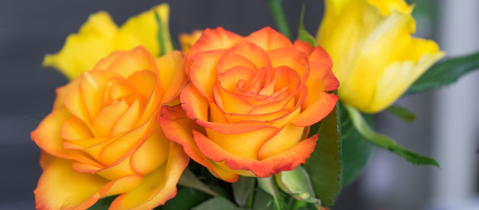 Sony a7 + Sony FE 28-70mm F3.5-5.6 OSS sample photo. Rose, blossom, bloom photography