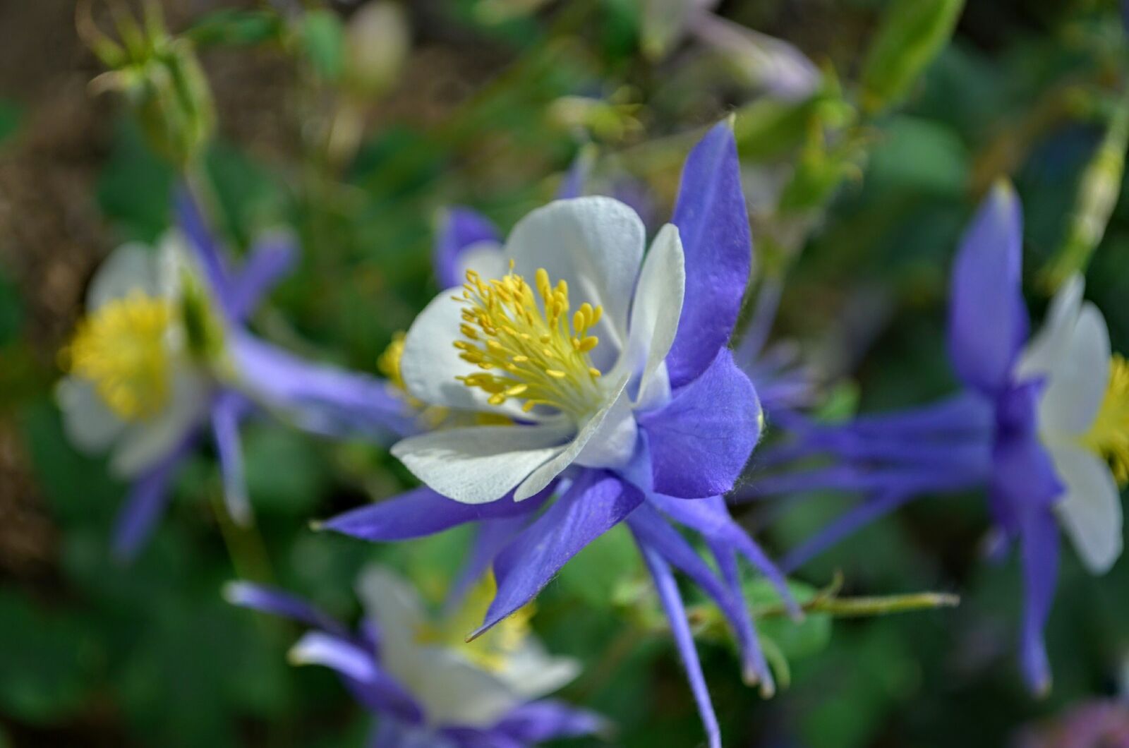 Nikon D5100 sample photo. Flower photography