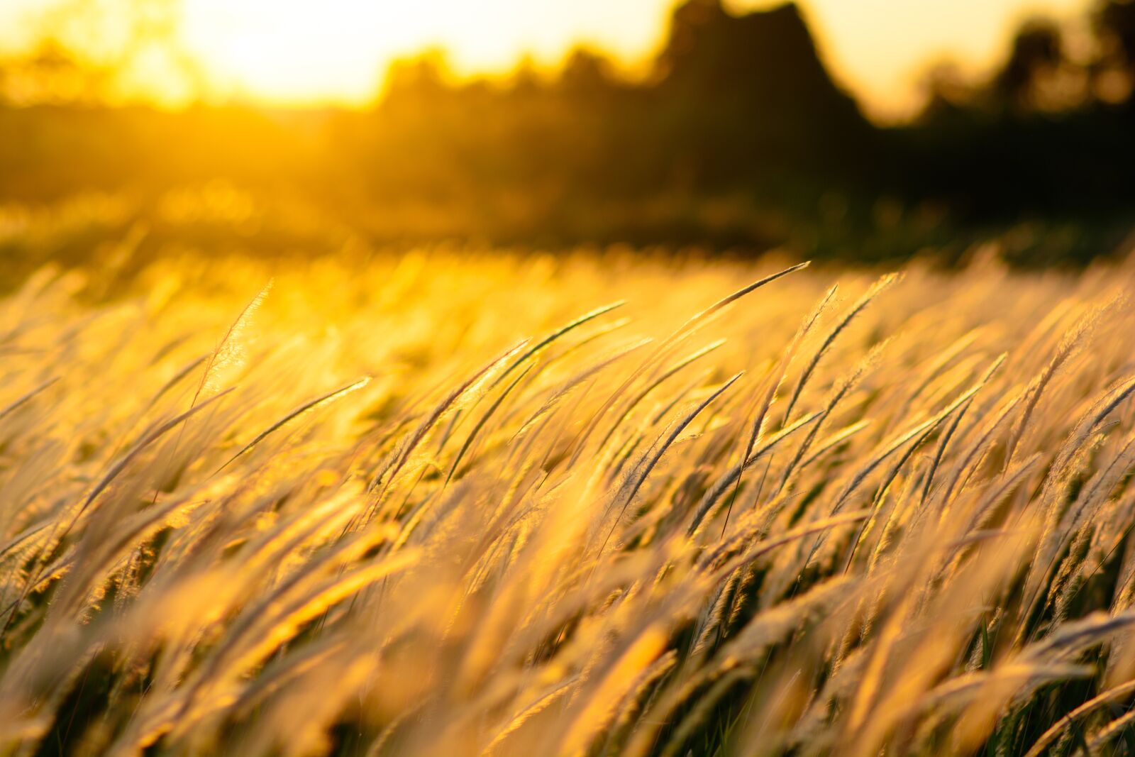 Nikon D7100 sample photo. Nature, grass, sunset photography