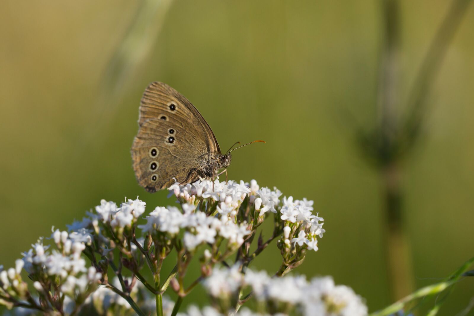 Nikon D3100 sample photo. Butterfly, flower, butterfly wings photography