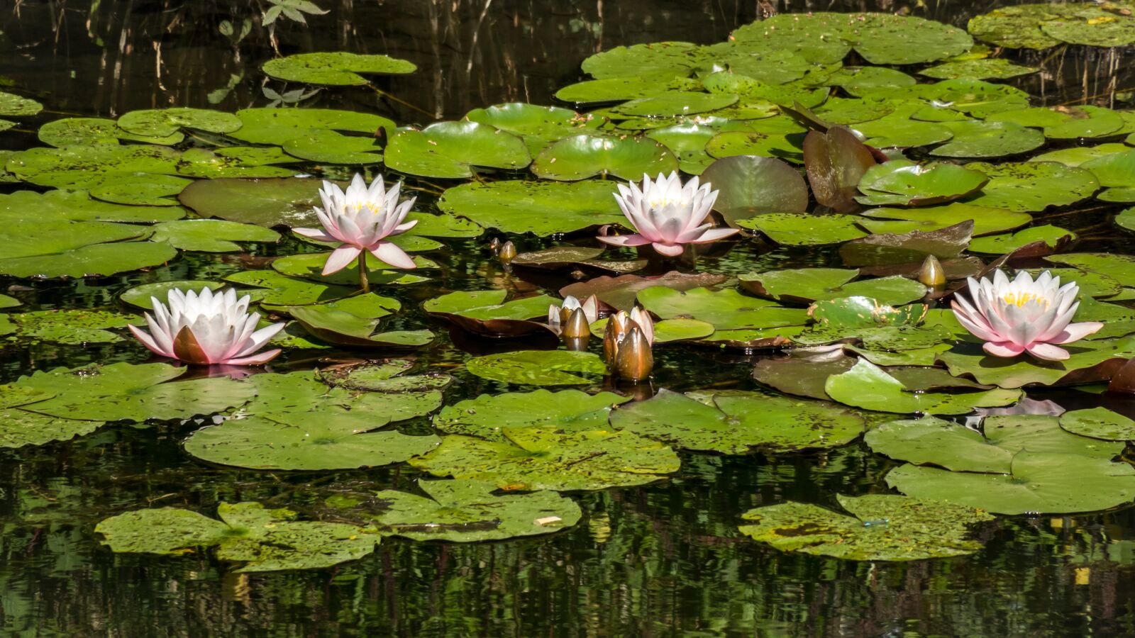 Canon PowerShot G3 X sample photo. Water lilies, pond, lily photography