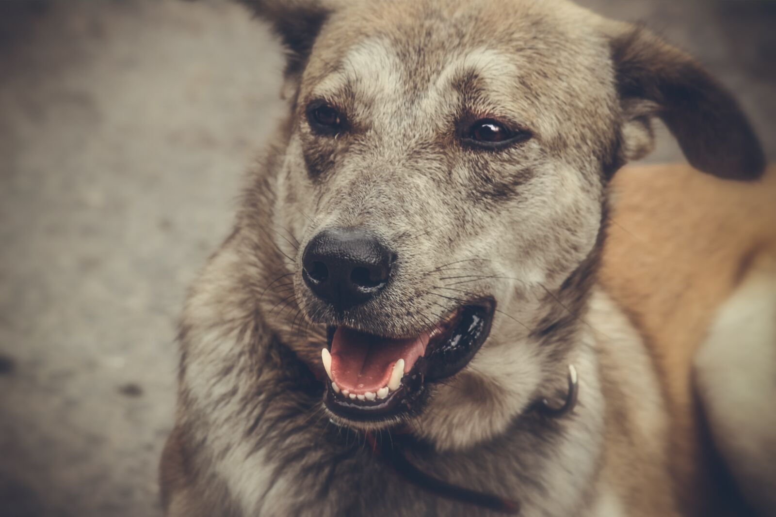 Canon EOS 1300D (EOS Rebel T6 / EOS Kiss X80) sample photo. Dog, animal, pet photography