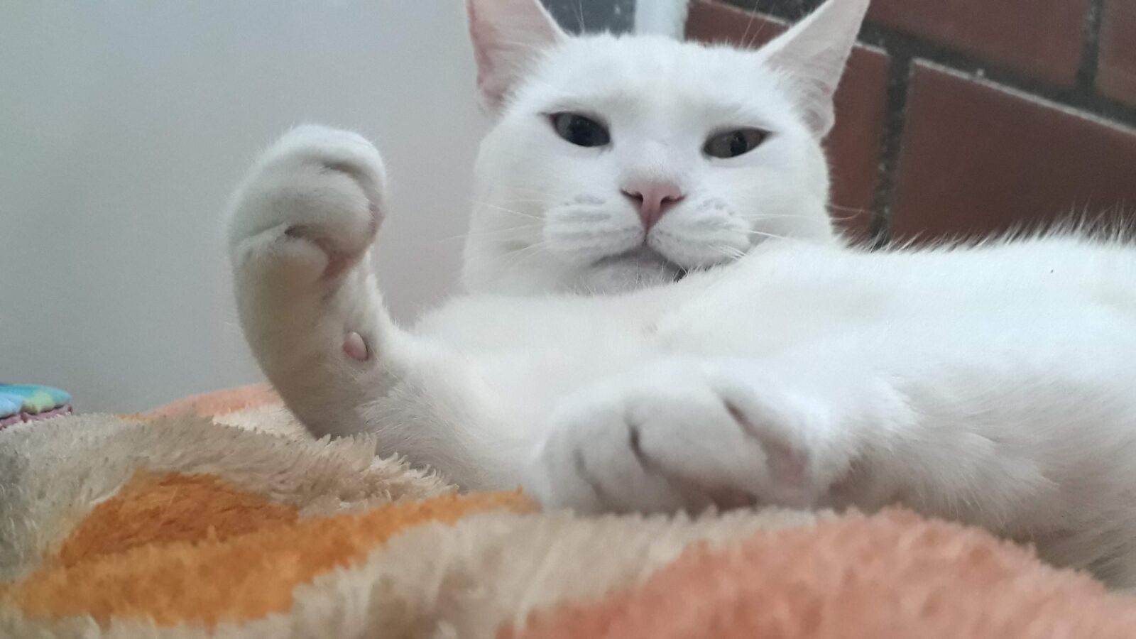 Samsung Galaxy J7 Prime sample photo. Gata, blanca, anastasia photography