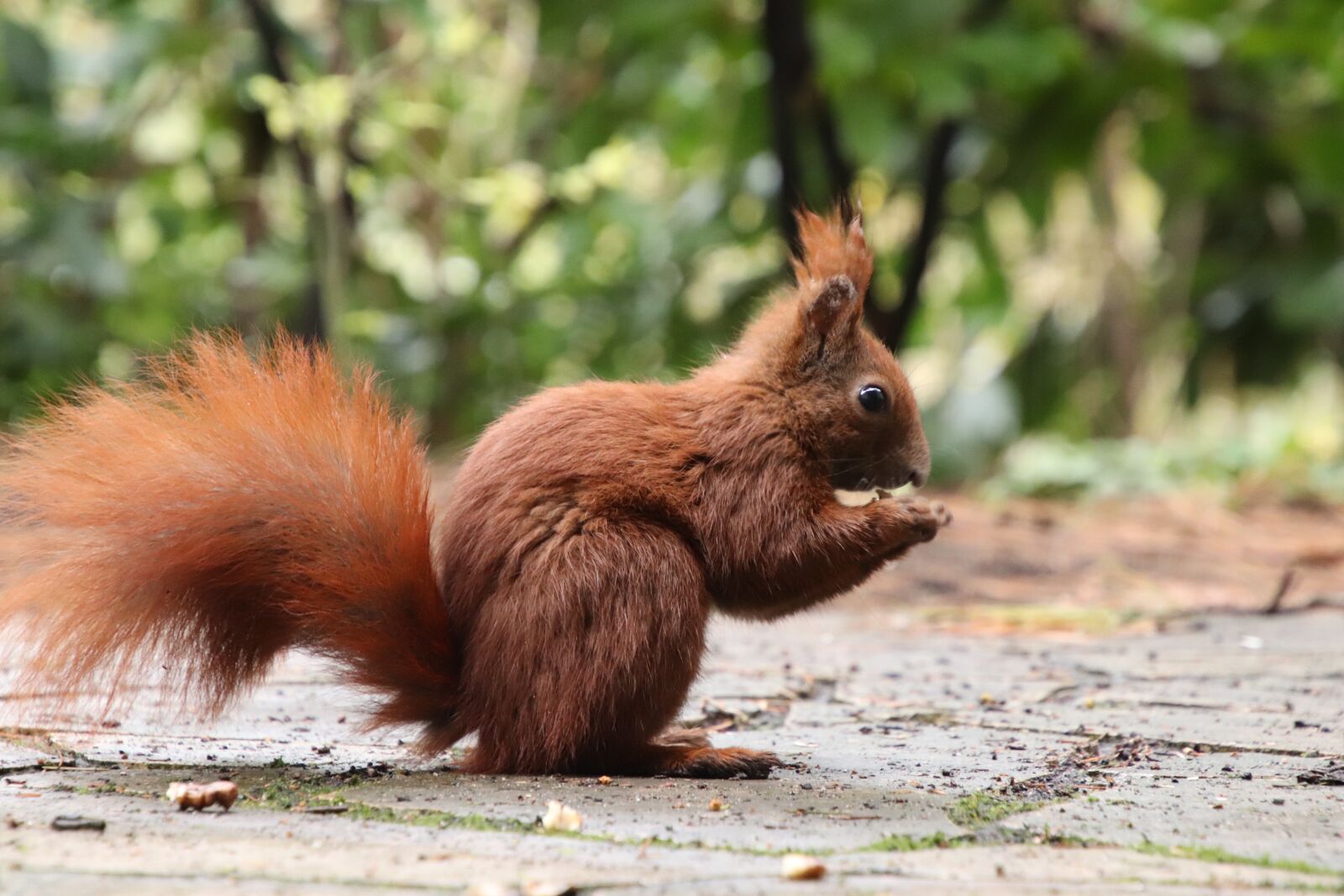 Canon EOS 77D (EOS 9000D / EOS 770D) sample photo. Squirrel, animal, nature photography