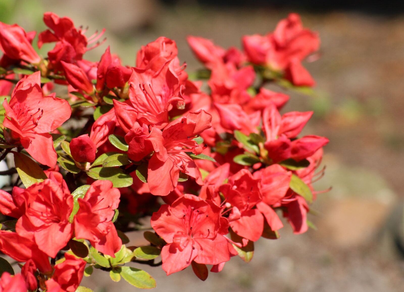 Canon EOS 1200D (EOS Rebel T5 / EOS Kiss X70 / EOS Hi) sample photo. Azalea, rhododendron, flowering photography