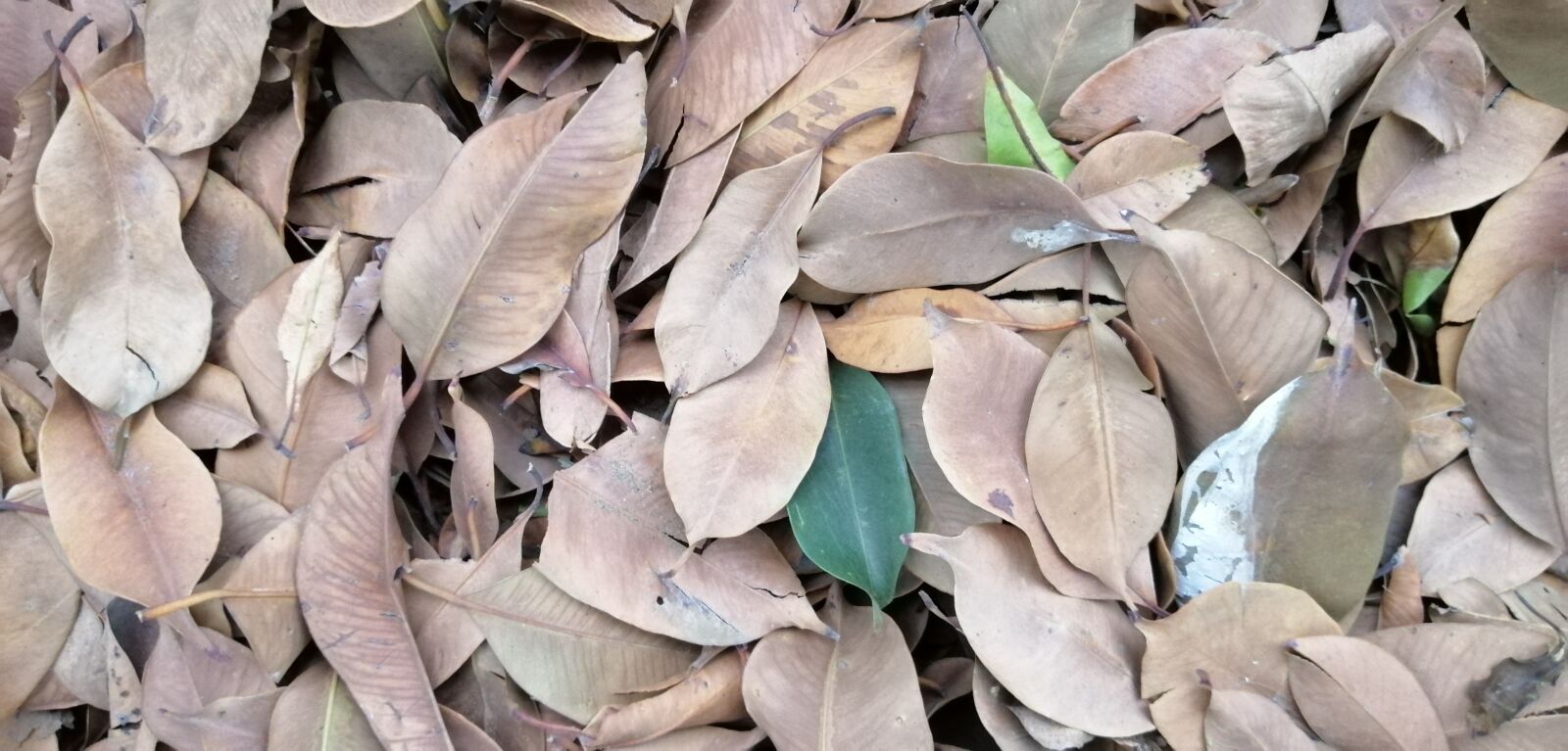HUAWEI INE-LX1 sample photo. Leaf, autumn, tree photography