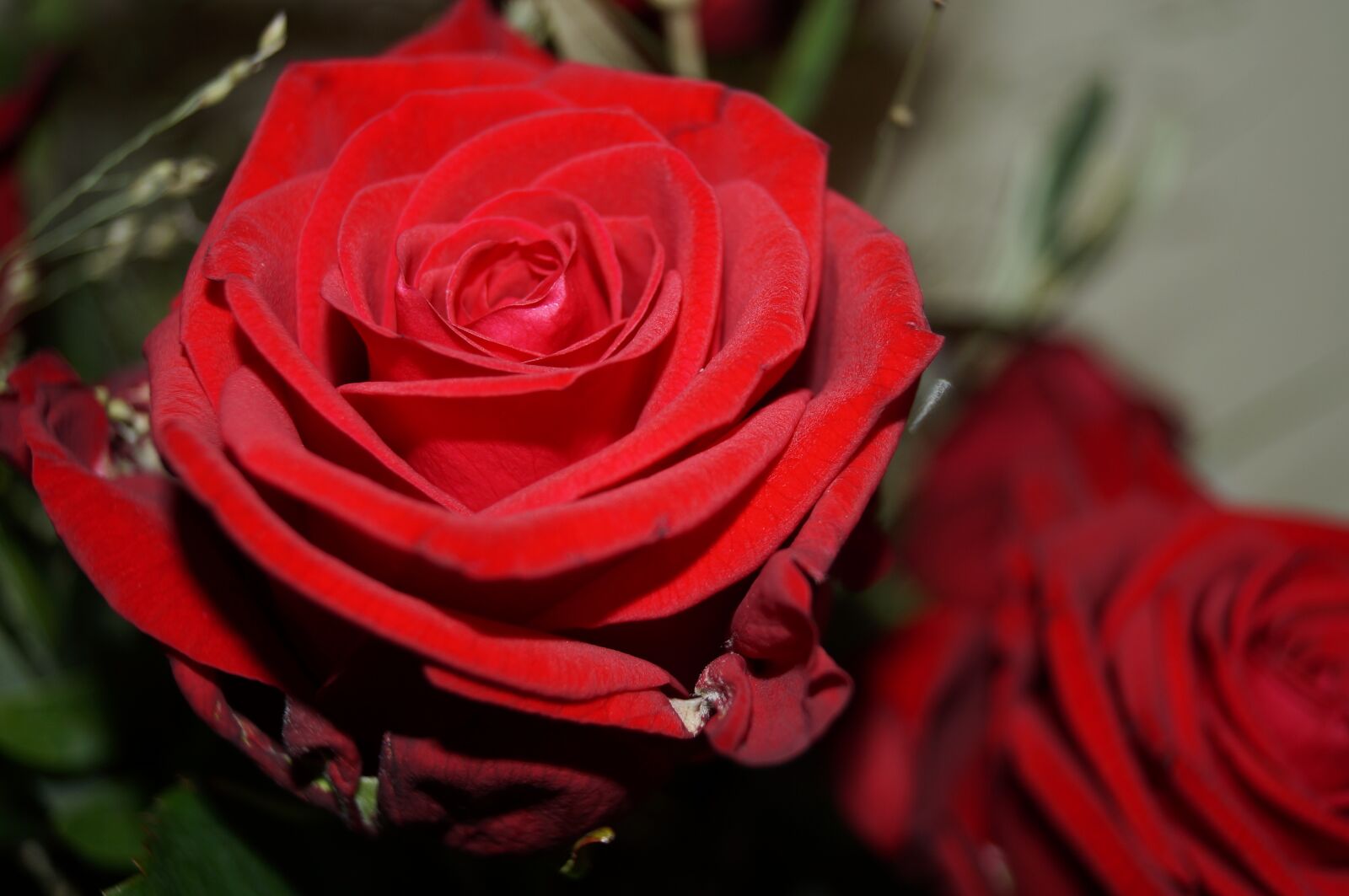 Sony SLT-A57 sample photo. Flower, rose, blossom photography