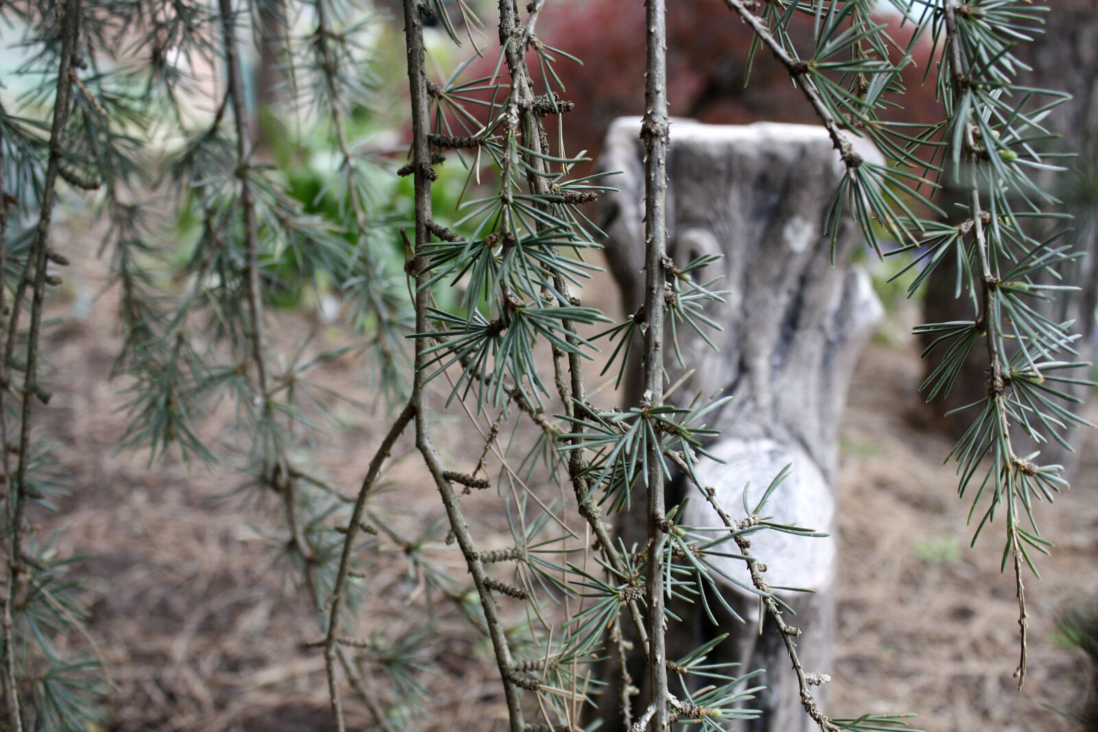 Canon EOS 1000D (EOS Digital Rebel XS / EOS Kiss F) sample photo. Nature, pine, pine, leaves photography