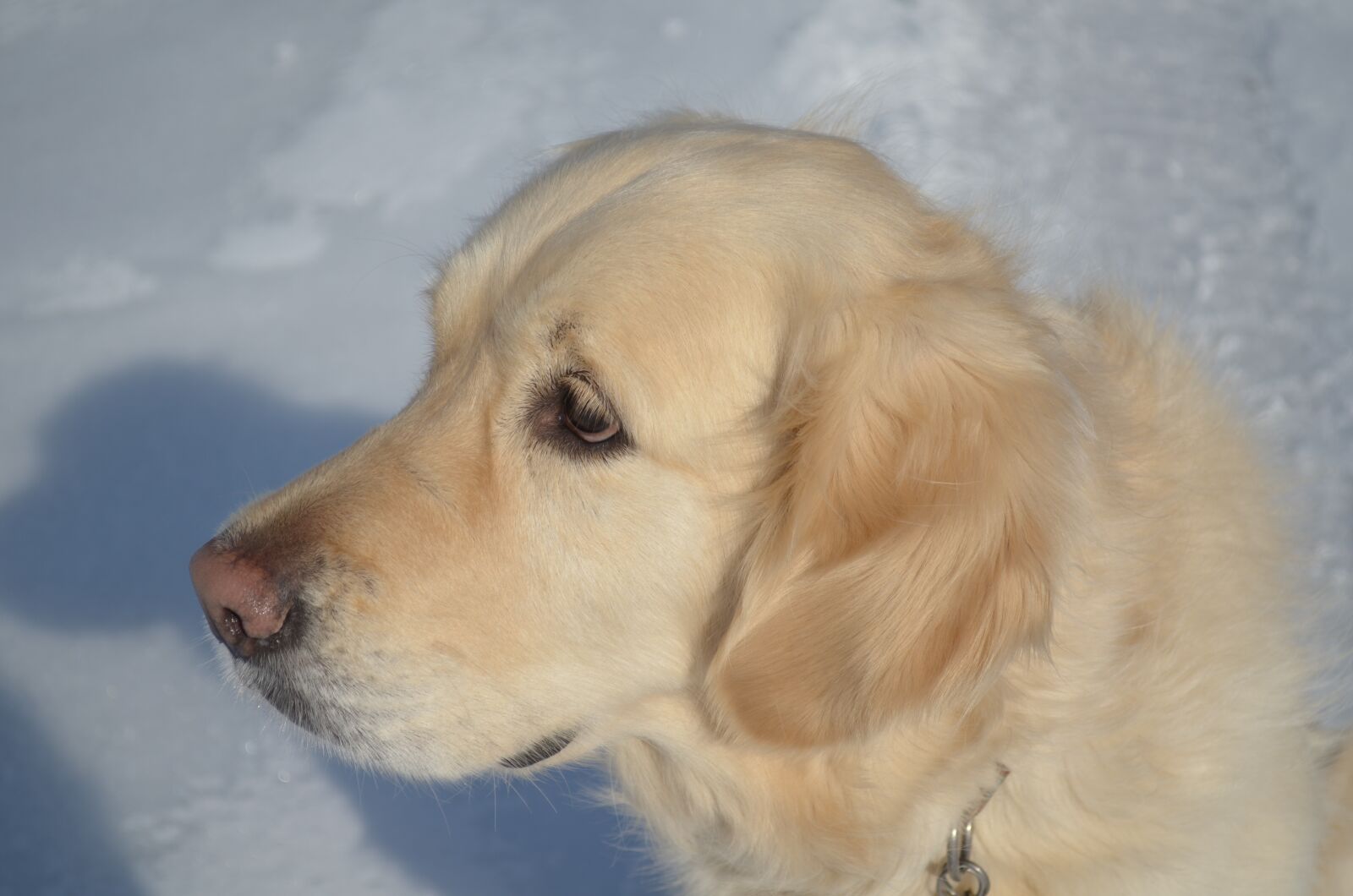 Nikon D5100 sample photo. Golden retriever, snow, winter photography