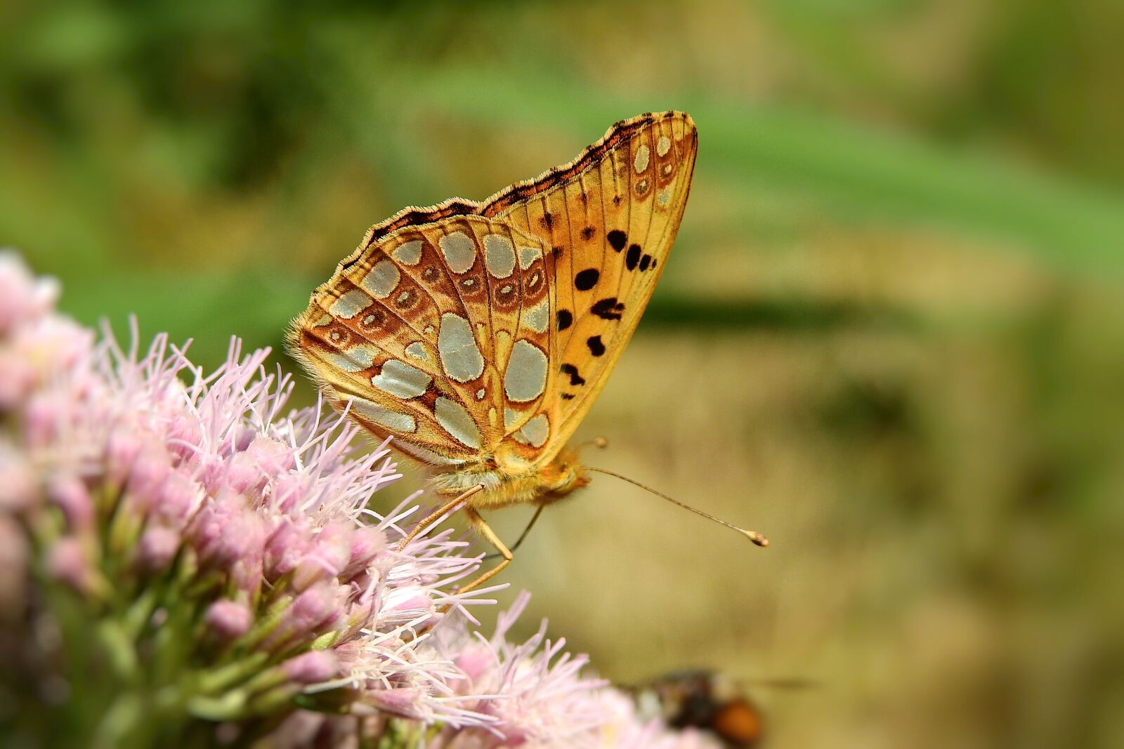 Nikon Coolpix P900 sample photo. Butterfly, nature, insect photography