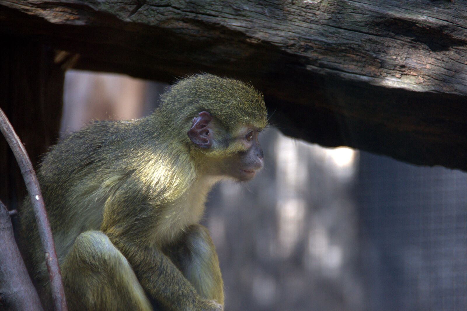 Canon EOS 60D sample photo. Monkey, zoo, prague photography