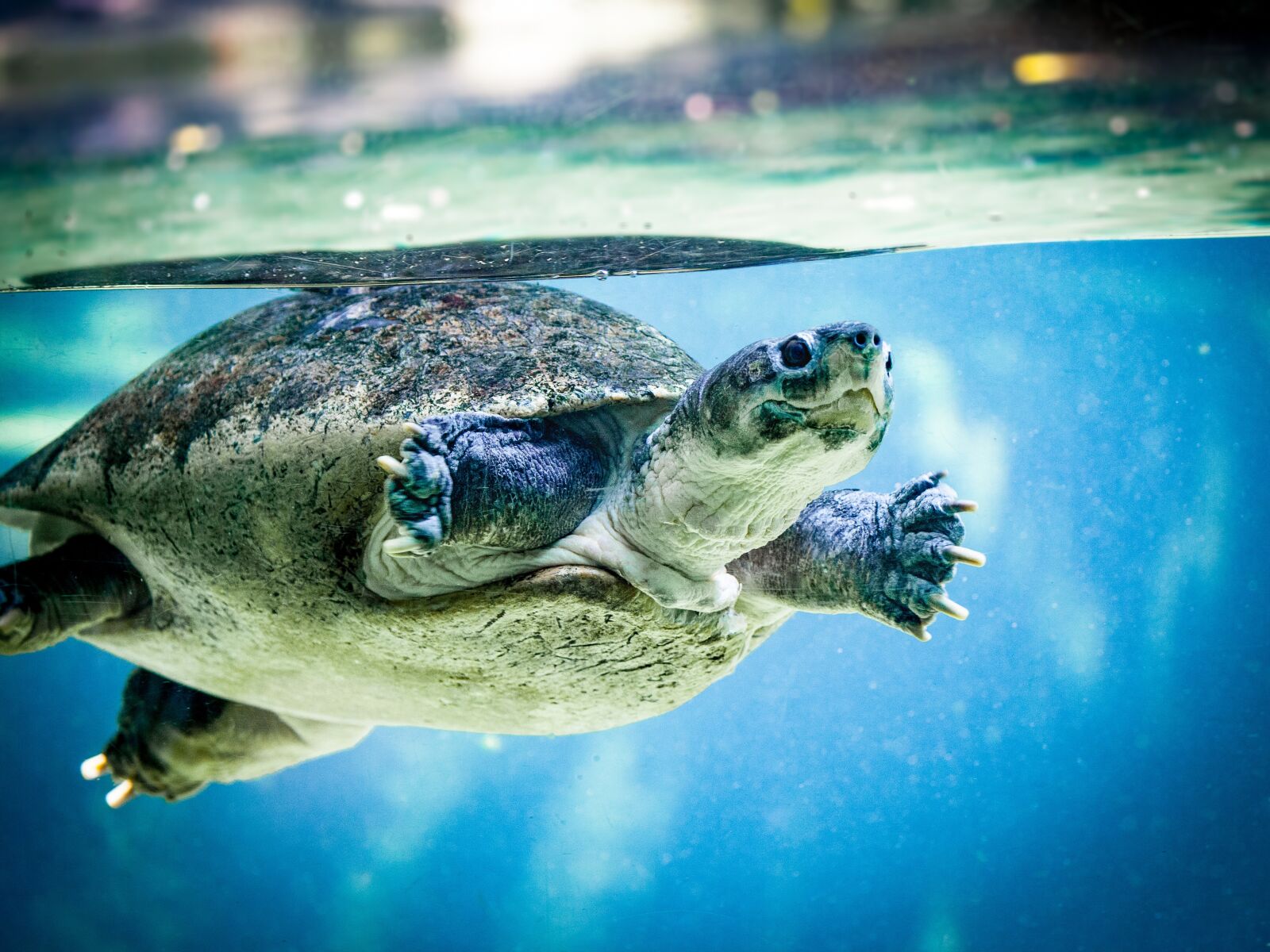 Canon EOS 5D Mark II sample photo. Turtle, water turtle, water photography