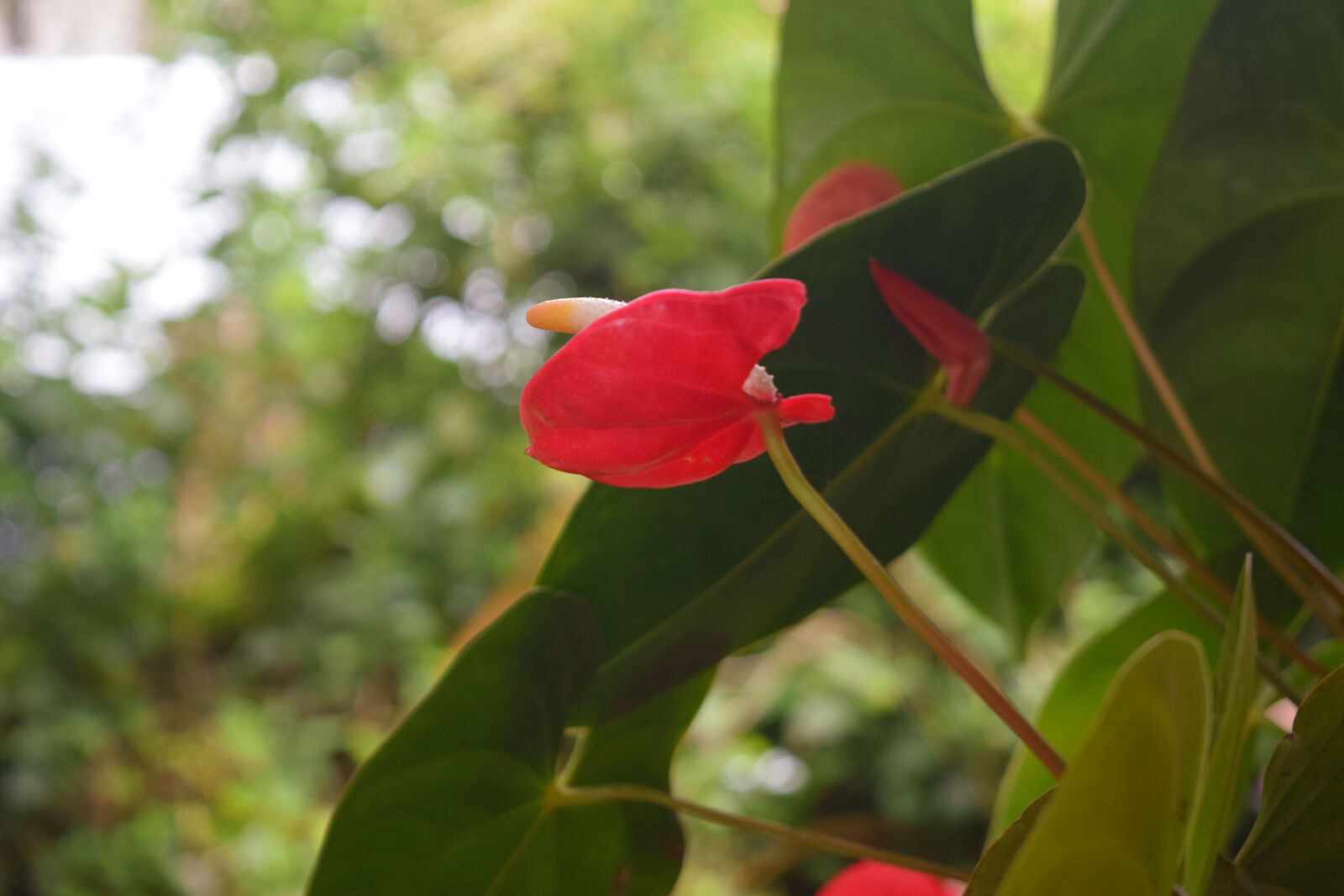 Nikon D3300 sample photo. Beautiful, flowers photography