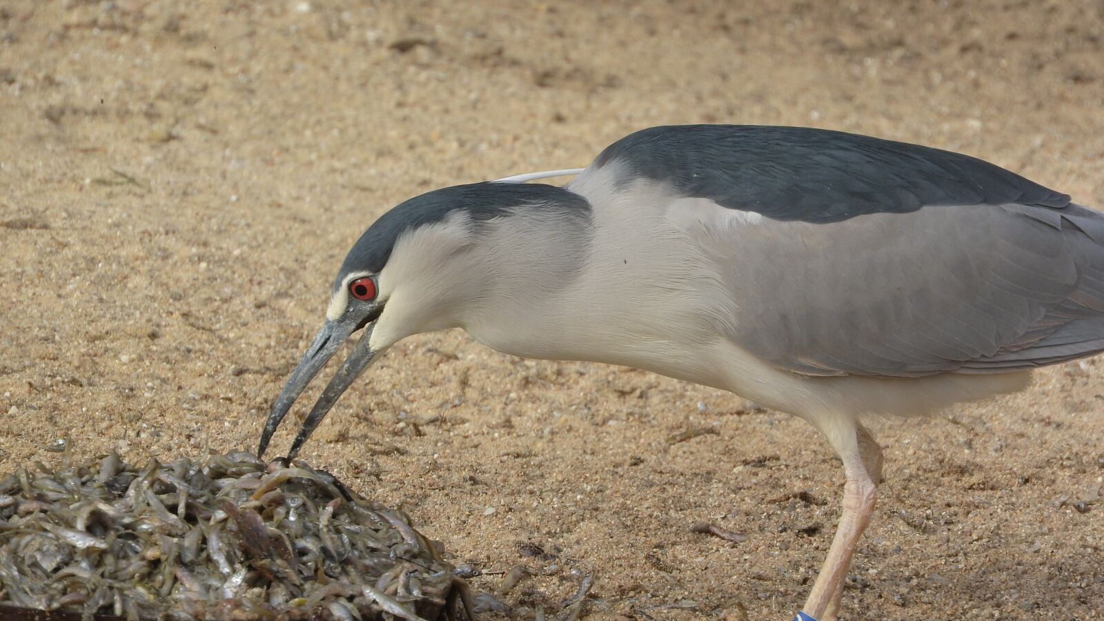 Nikon Coolpix P610 sample photo. Night heron, night heron photography