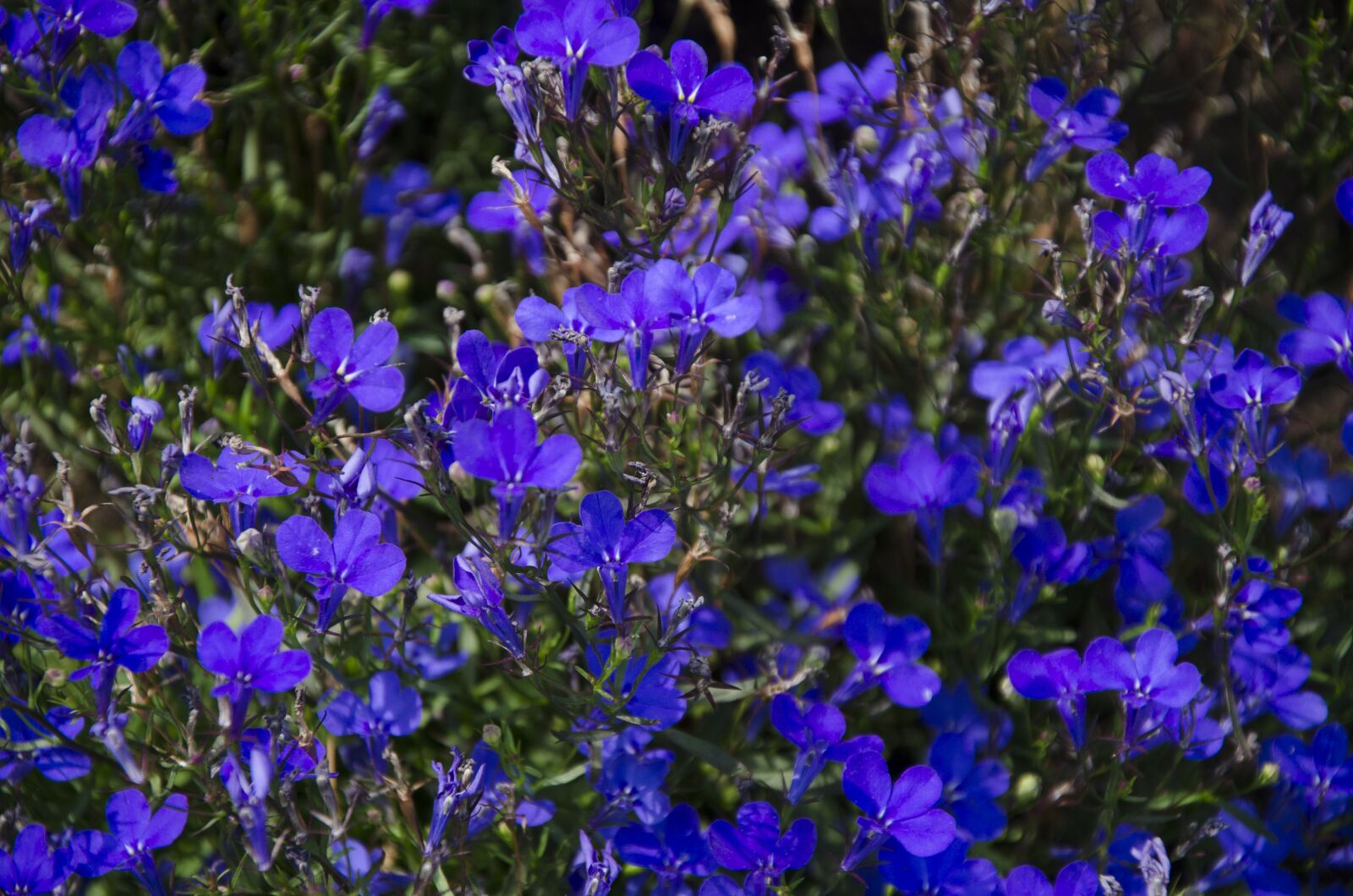 Nikon D7000 sample photo. Viola, violet, flower photography