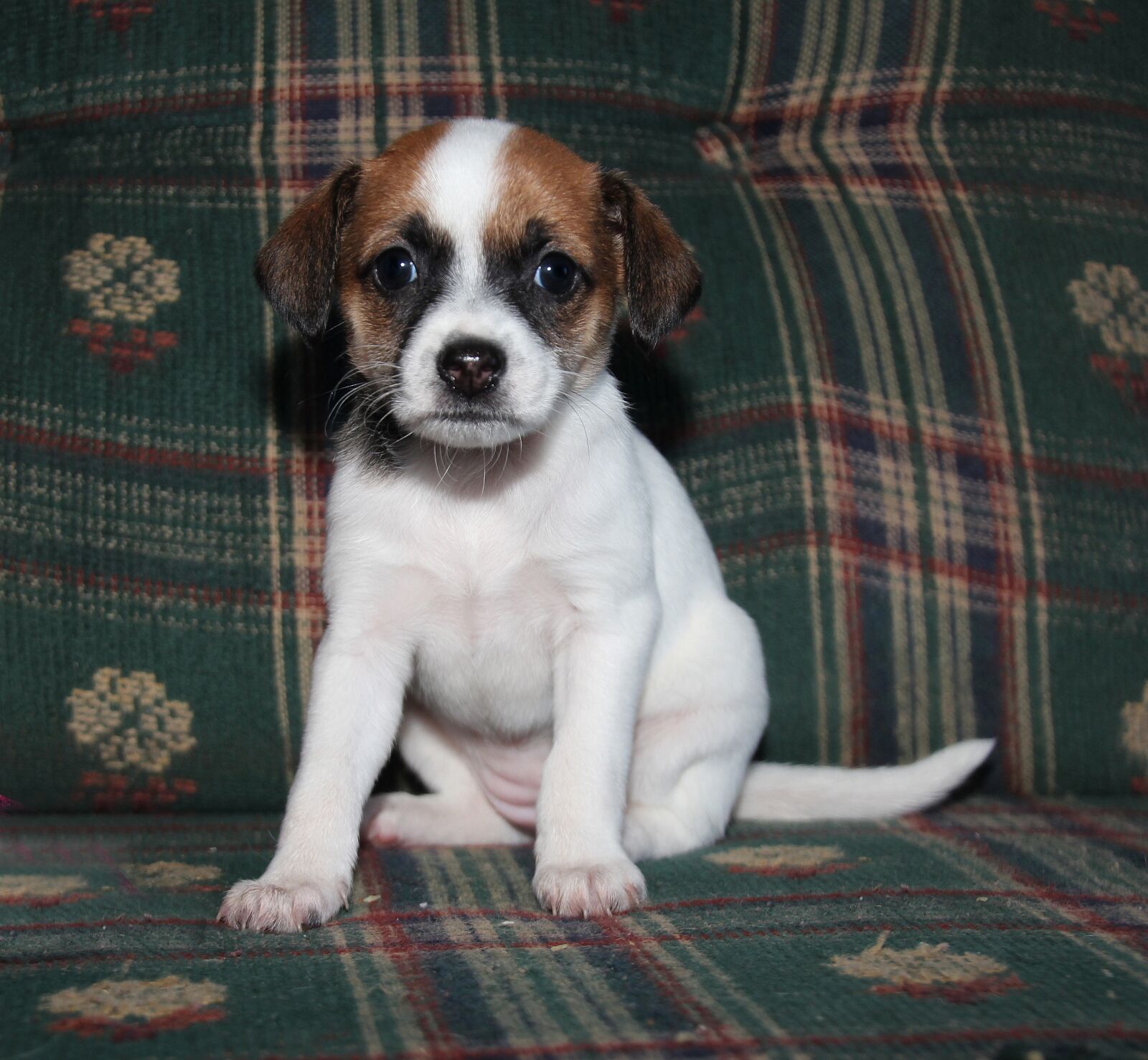 Canon EOS 600D (Rebel EOS T3i / EOS Kiss X5) sample photo. Dog, puppy, masked face photography