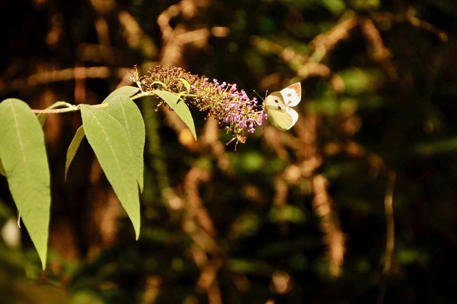 Nikon D300S sample photo. Butterfly, nature, flower photography