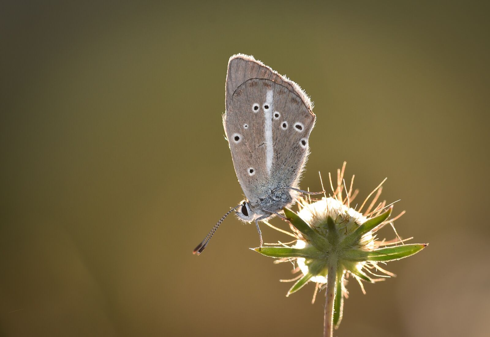 Nikon D750 sample photo. Garden, spring, insect photography