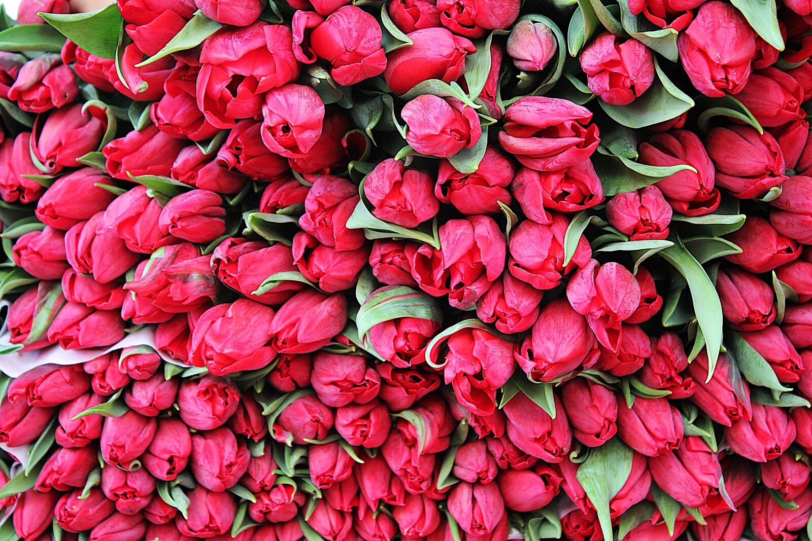 Canon EOS 550D (EOS Rebel T2i / EOS Kiss X4) sample photo. Tulips, flowers, spring photography