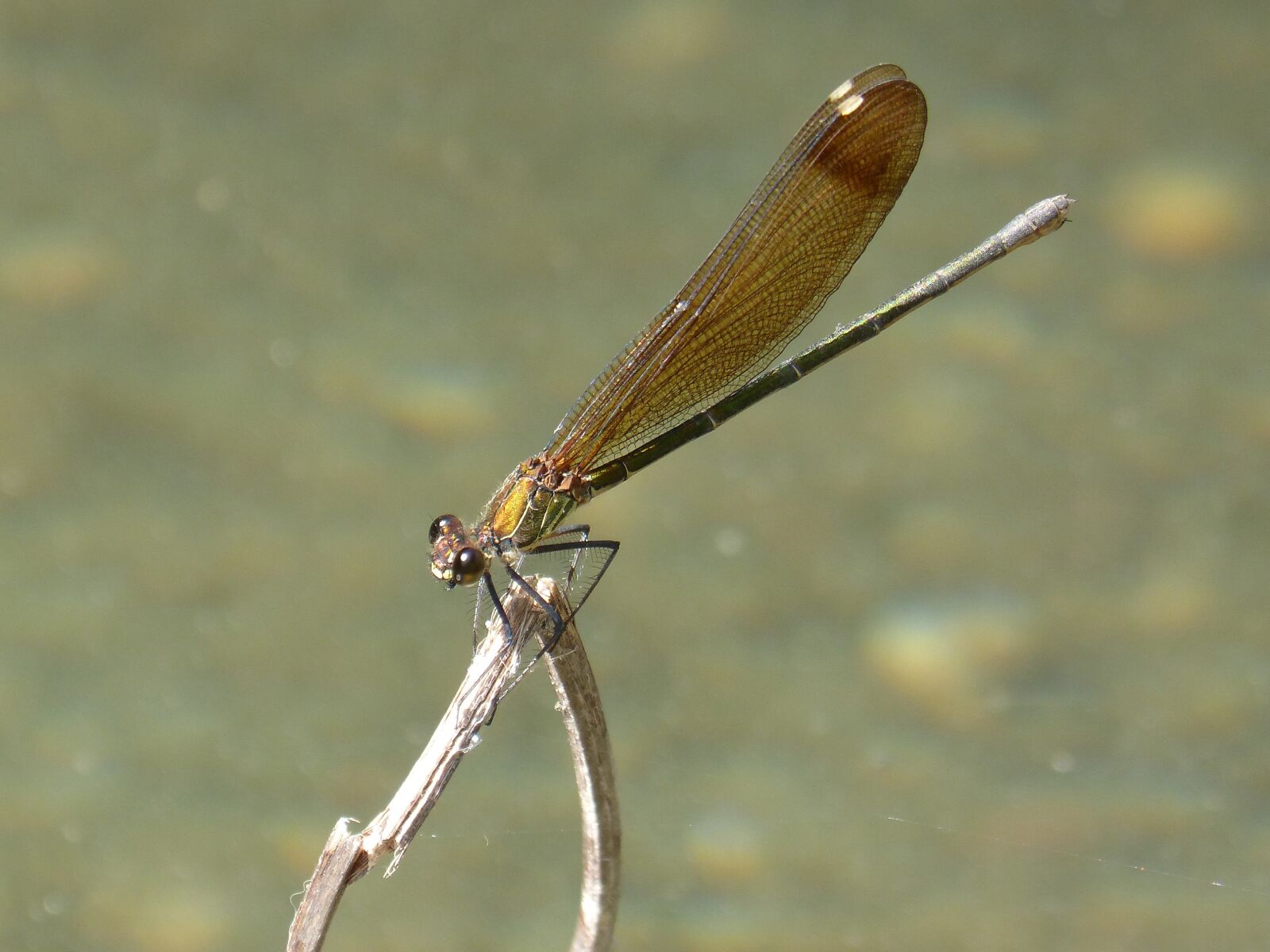 Panasonic DMC-FZ62 sample photo. Dragonfly, black dragonfly, branch photography