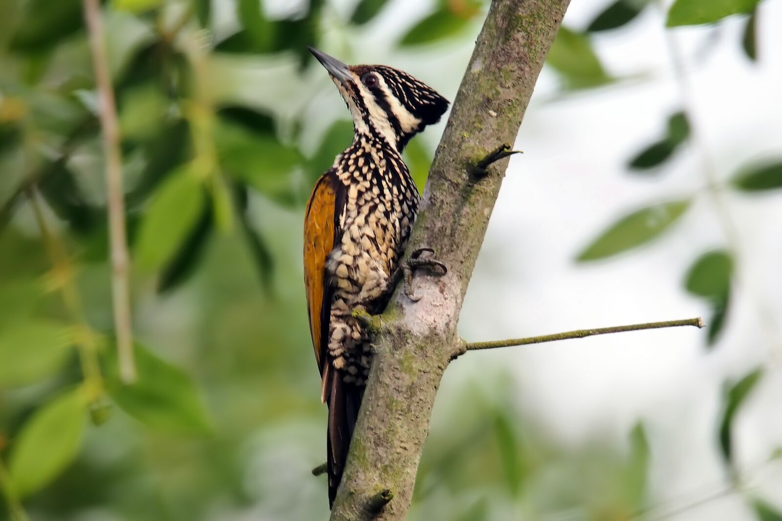 Tokina SD 400mm f/5.6 sample photo. Flame-back woodpecker female, wild photography