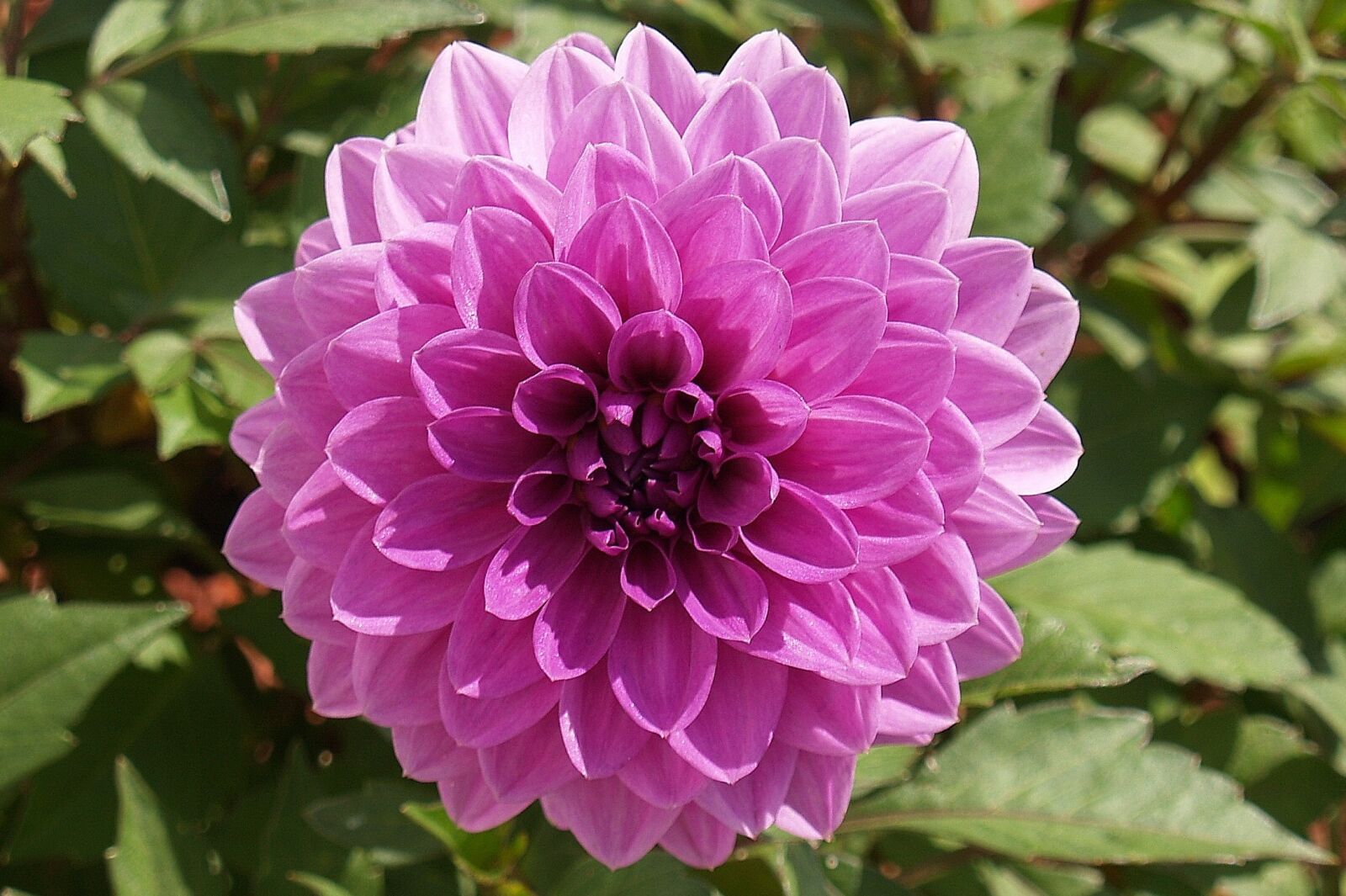 Olympus E-500 (EVOLT E-500) sample photo. Flower, dahlia, purple photography