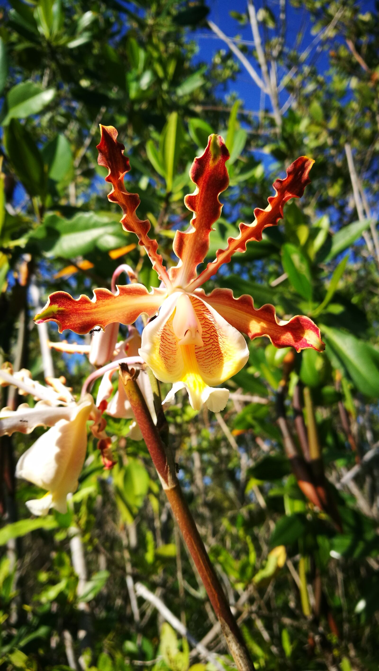 HUAWEI P9 sample photo. Orchid, star of fire photography