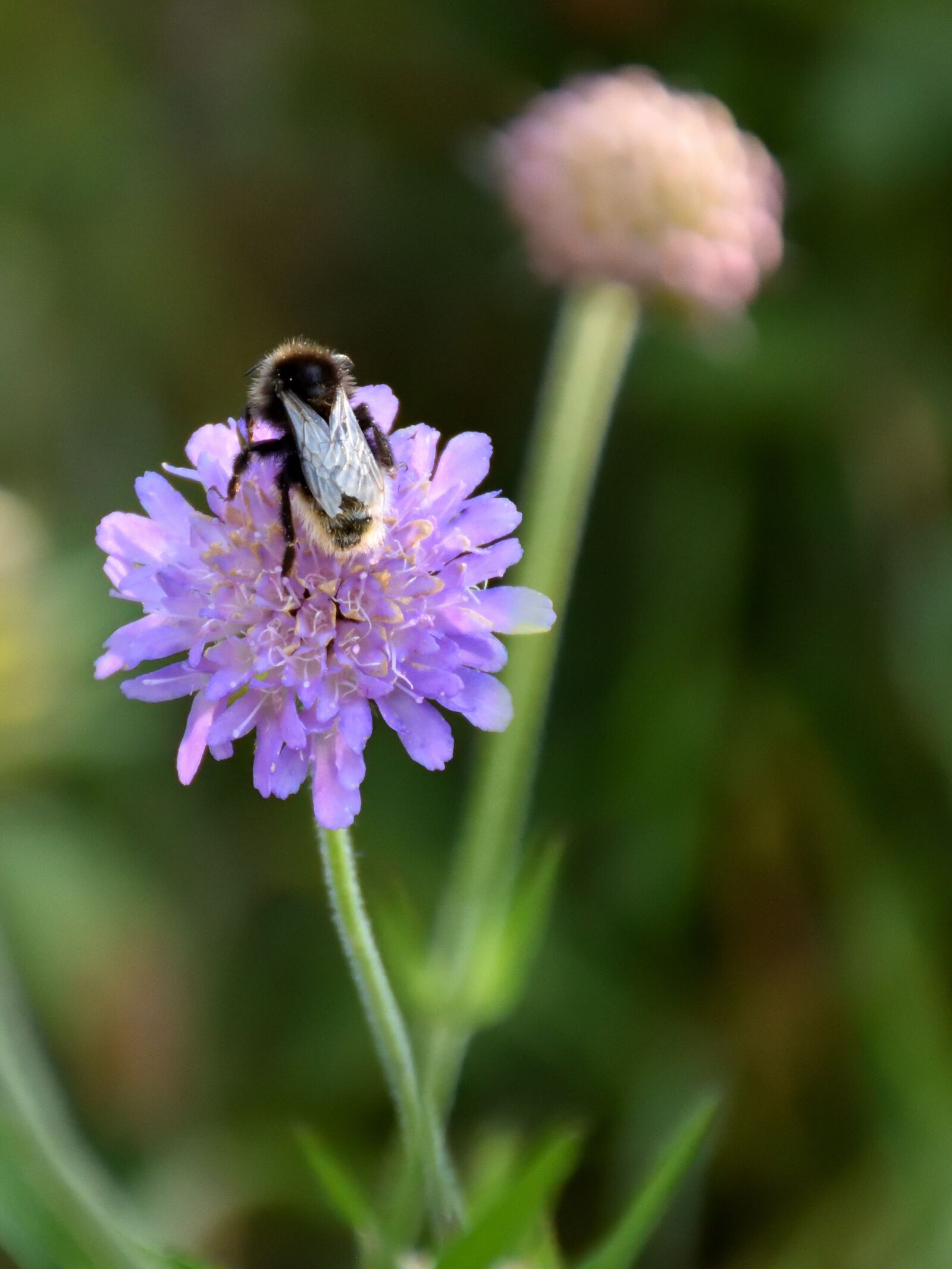 Nikon D5500 sample photo. Bee, flower, close up photography