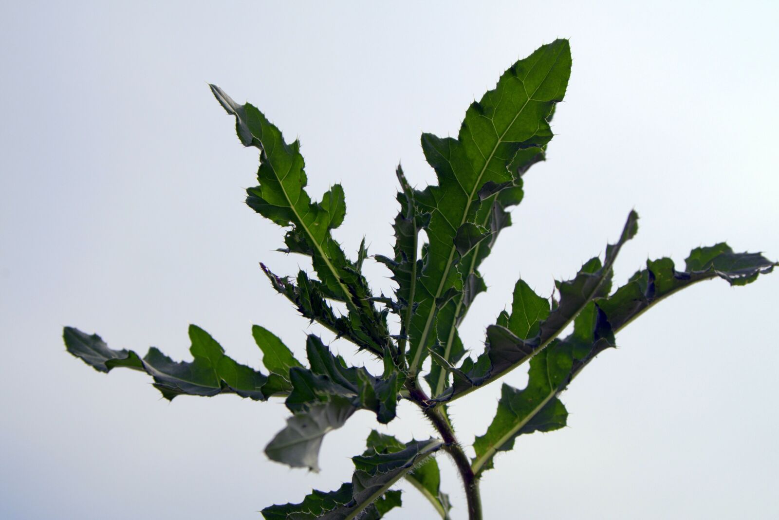 Pentax K-S2 sample photo. Thistle, thistles, foliage photography