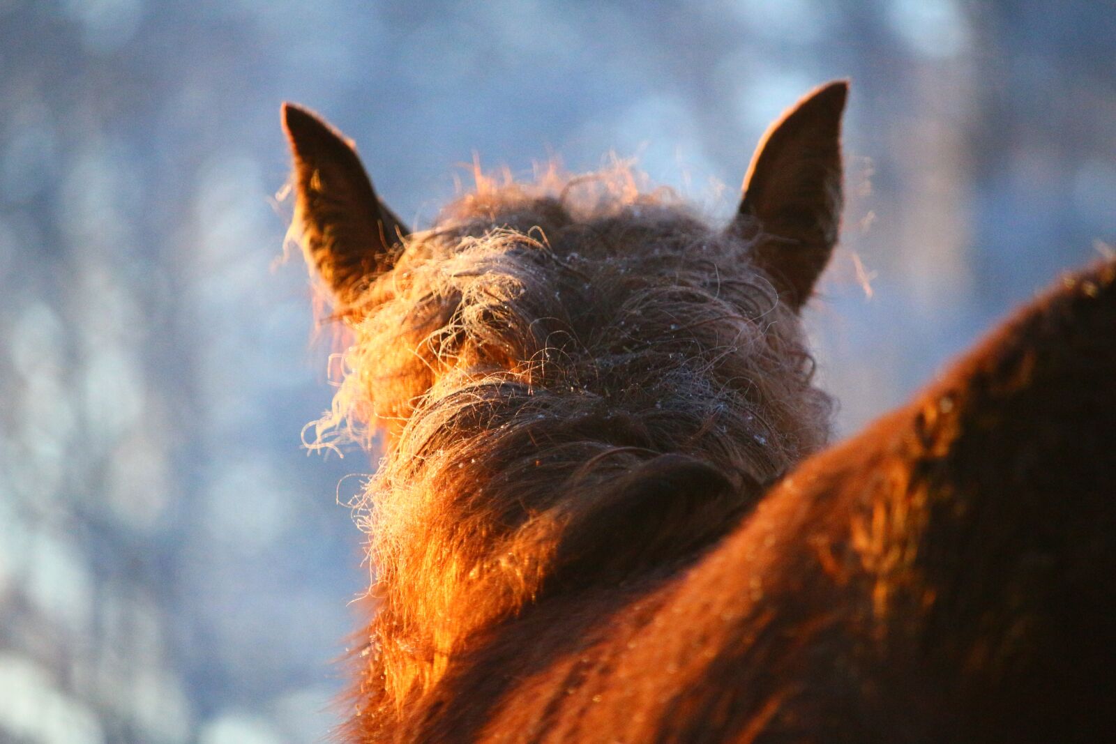 Canon EOS 100D (EOS Rebel SL1 / EOS Kiss X7) sample photo. Horse, foal, frost photography