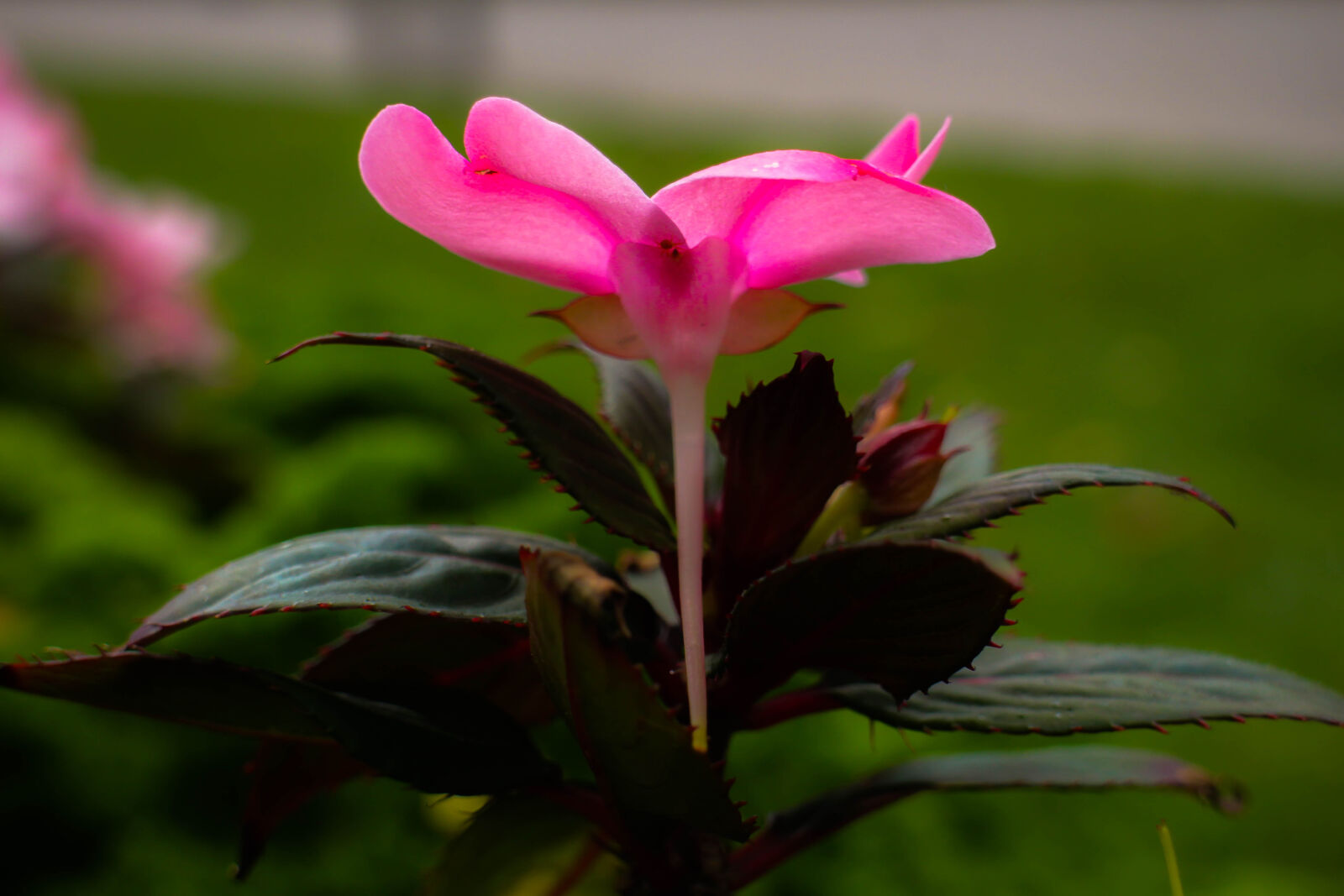 Canon EOS M2 sample photo. Close, up, of, pink photography