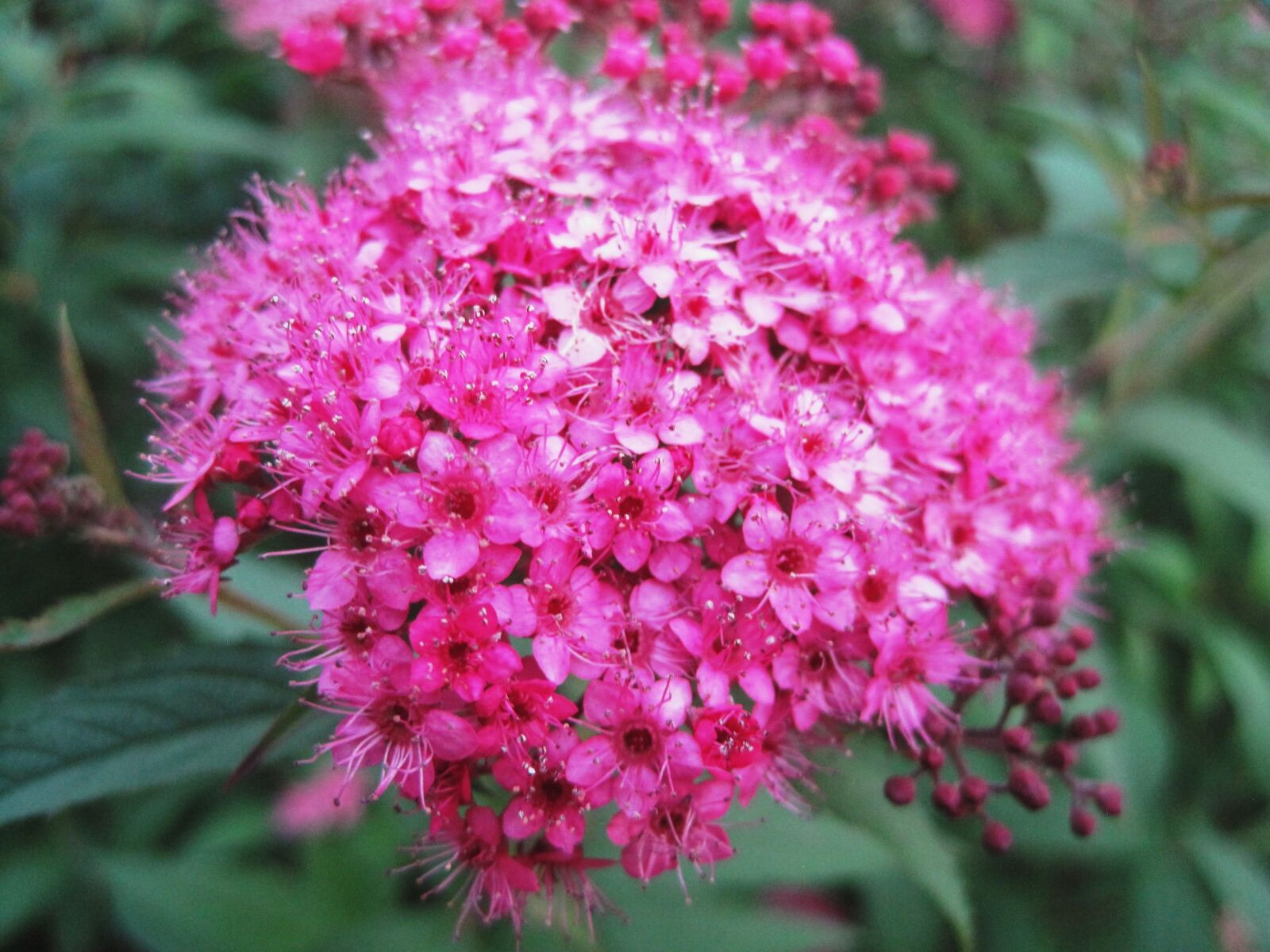 Canon PowerShot SD1200 IS (Digital IXUS 95 IS / IXY Digital 110 IS) sample photo. Flowerhead, florets, pink photography