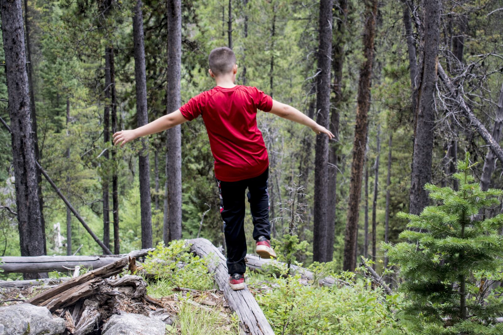 Nikon D3300 sample photo. Nature, hike, woods photography