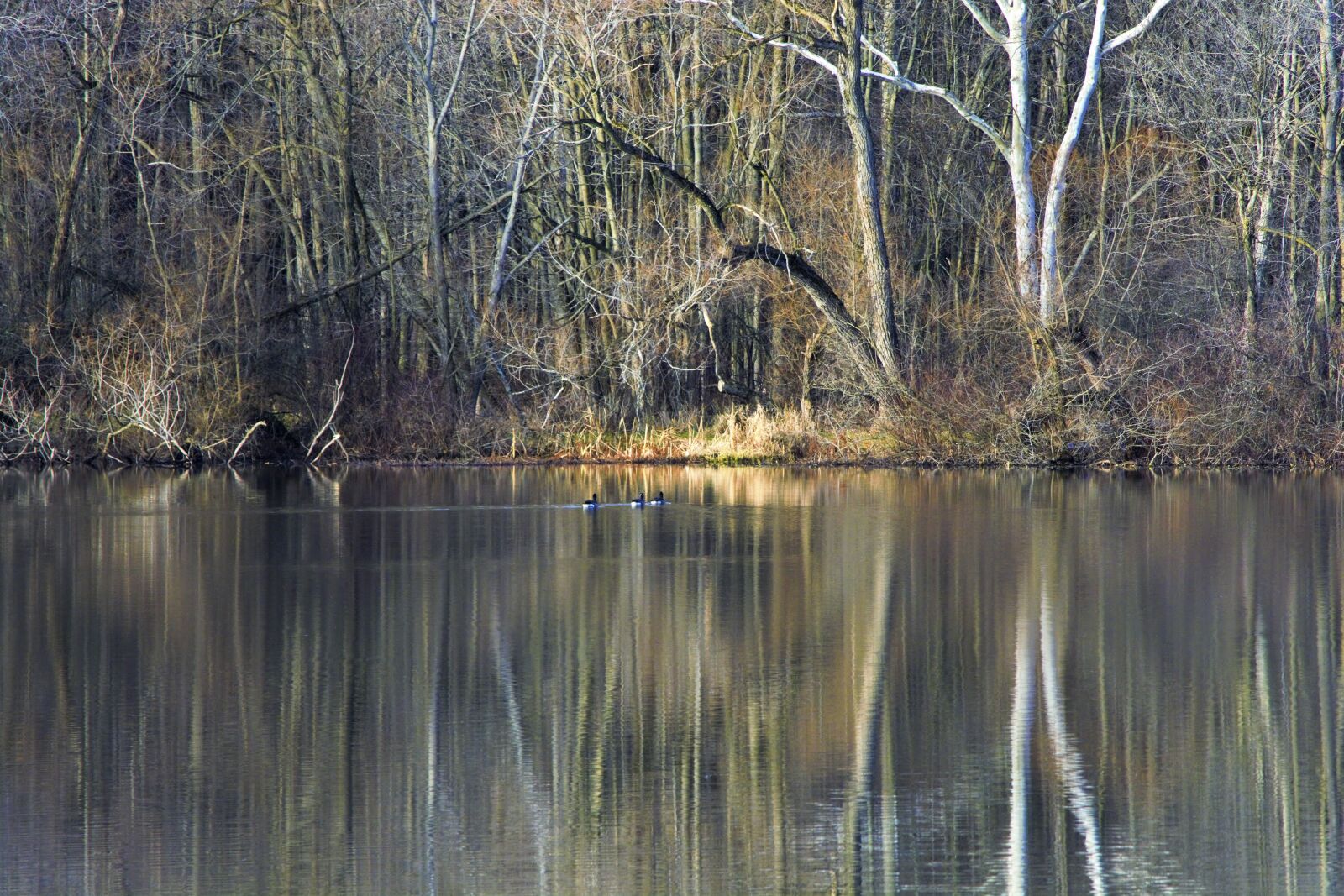 Nikon D7100 sample photo. Autumn lake scene, geese photography