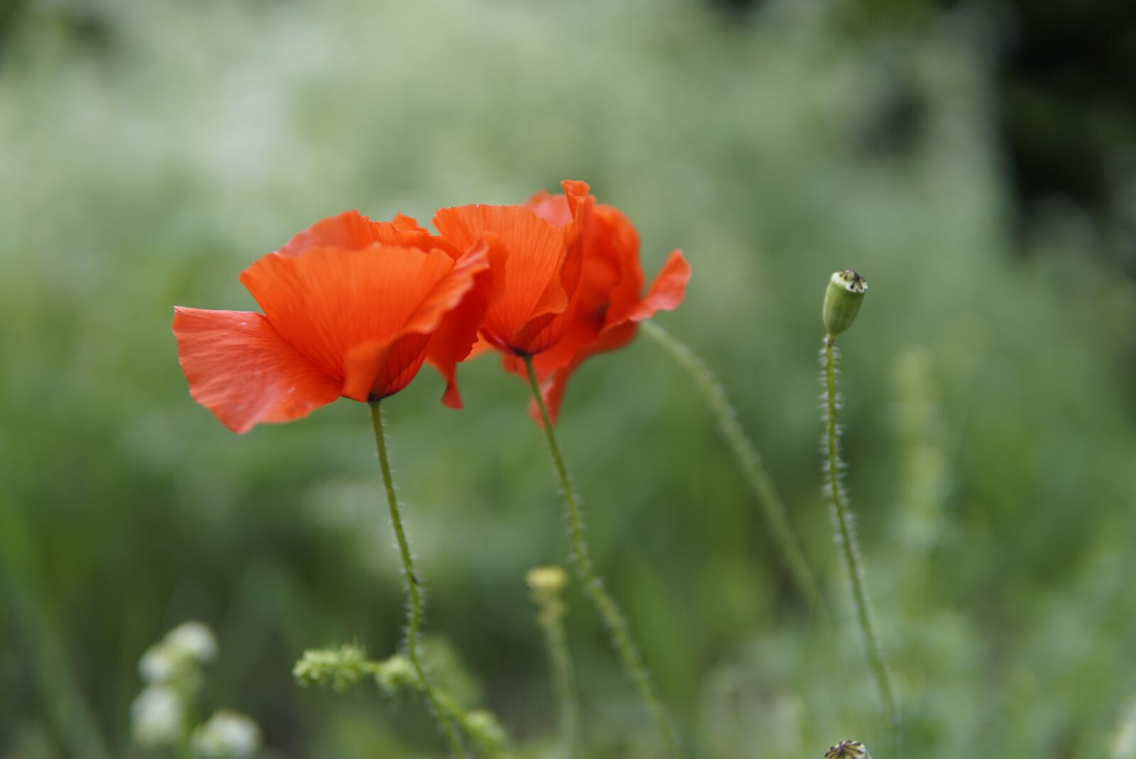 30mm F1.4 DC DN | Contemporary 016 sample photo. Poppy, klatschmohn, bud photography