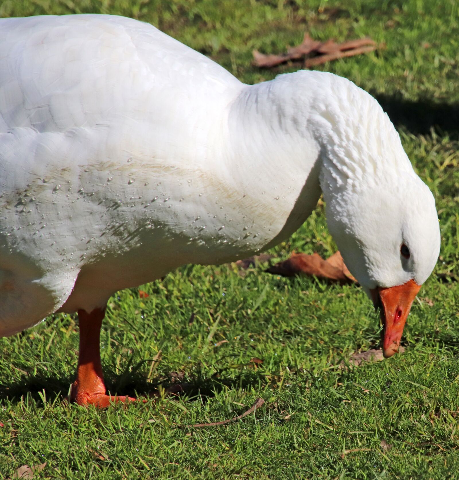 Canon EOS 800D (EOS Rebel T7i / EOS Kiss X9i) sample photo. Goose, poultry, bird photography