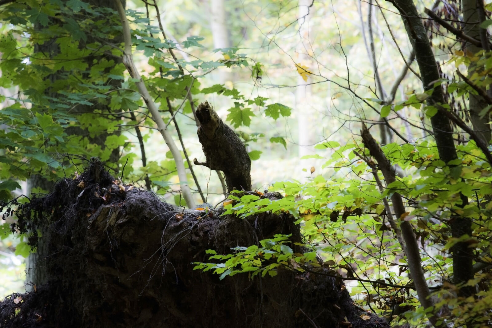 Canon EF 70-200mm F4L IS USM sample photo. Forest, nature, spring, tree photography