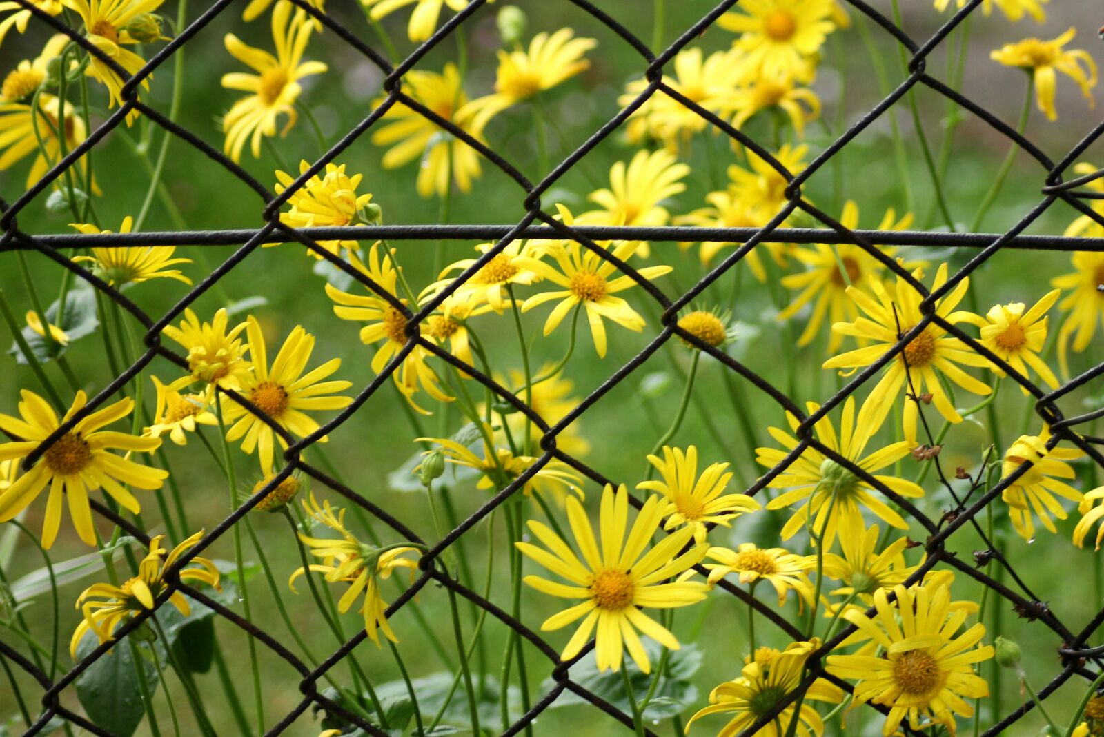 Canon EOS 1200D (EOS Rebel T5 / EOS Kiss X70 / EOS Hi) sample photo. Spring flowers, yellow, spring photography