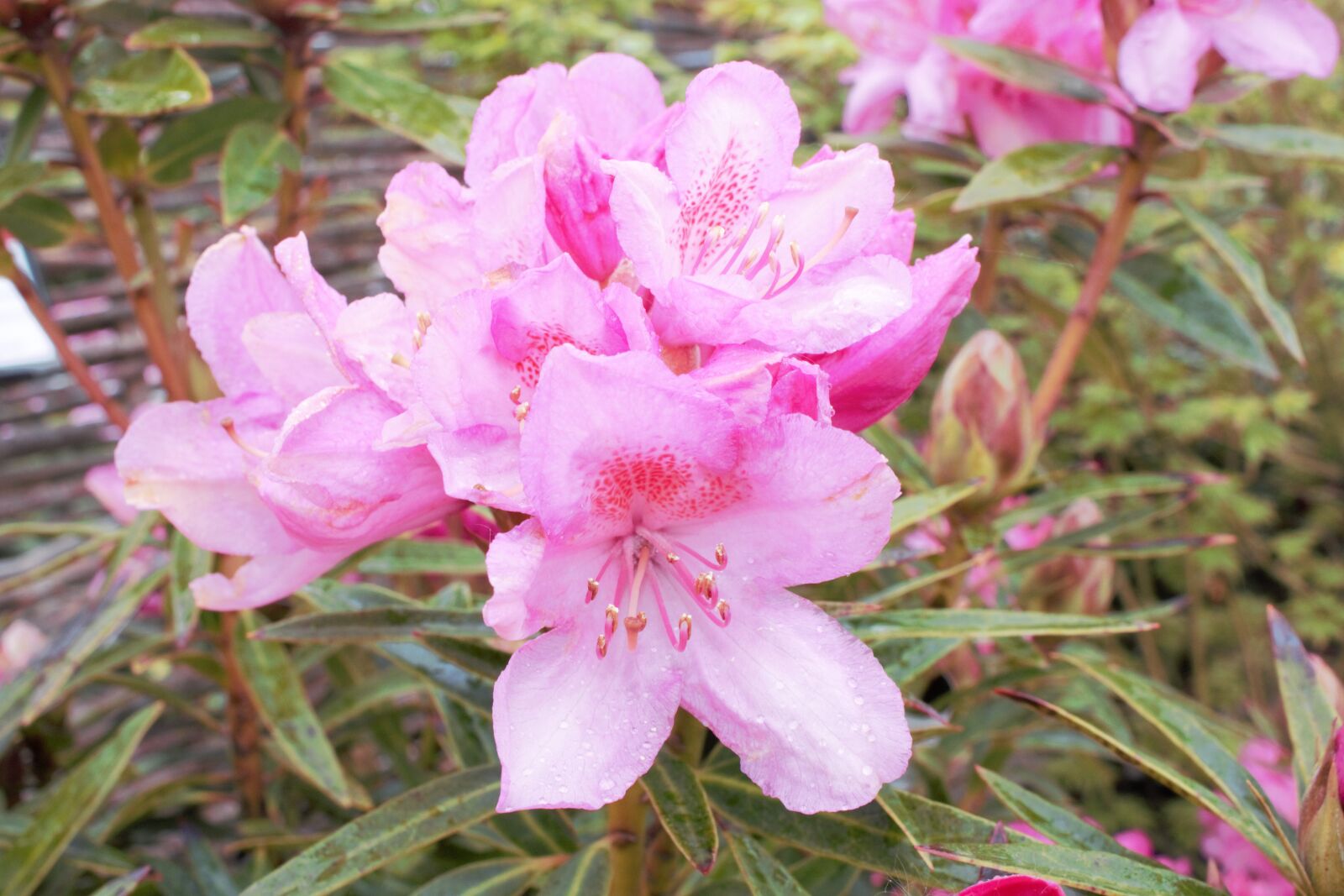 Canon EOS 100D (EOS Rebel SL1 / EOS Kiss X7) sample photo. Flower, bloom, nature photography