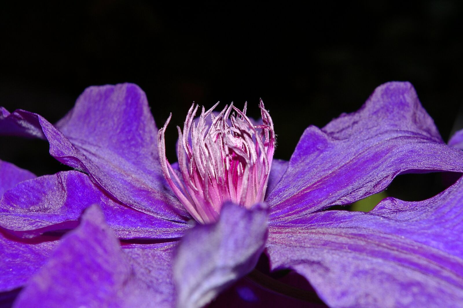 Pentax *ist DL2 sample photo. Clematis, clematis flower, petals photography
