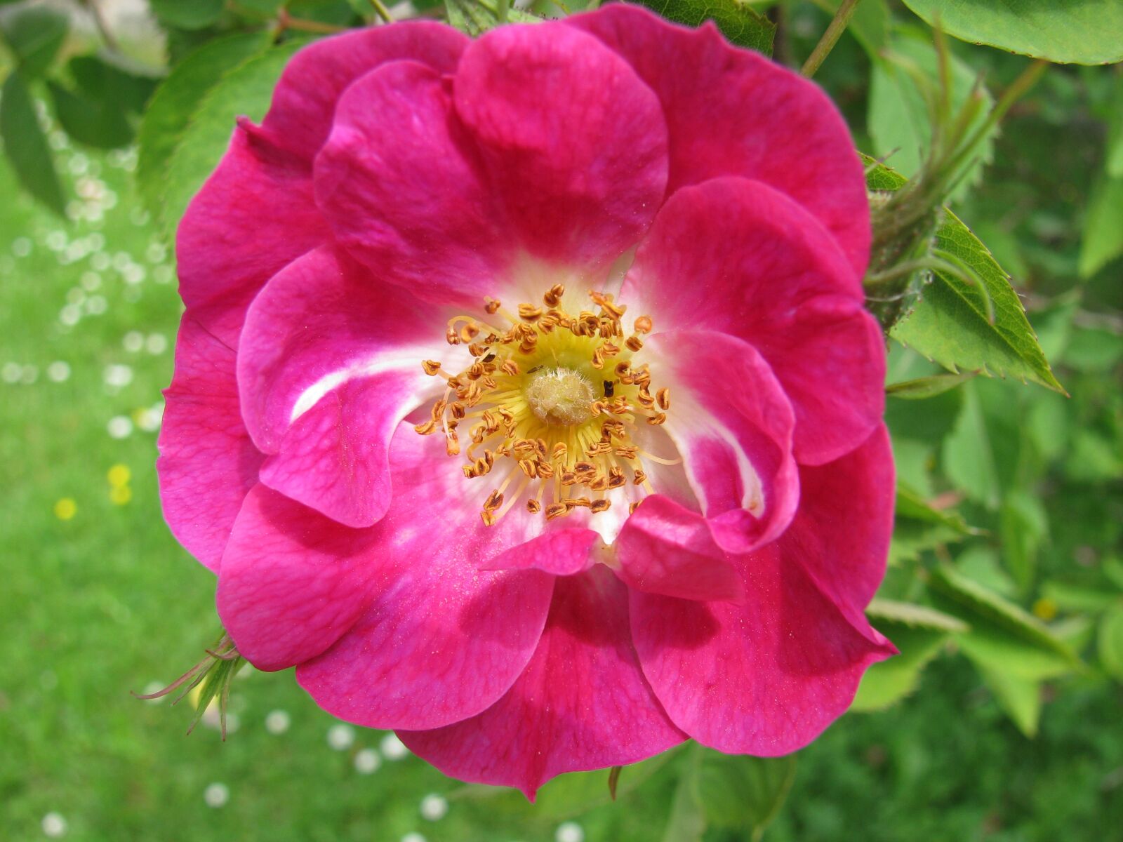 Canon PowerShot SX110 IS sample photo. Wild rose, nature, rose photography