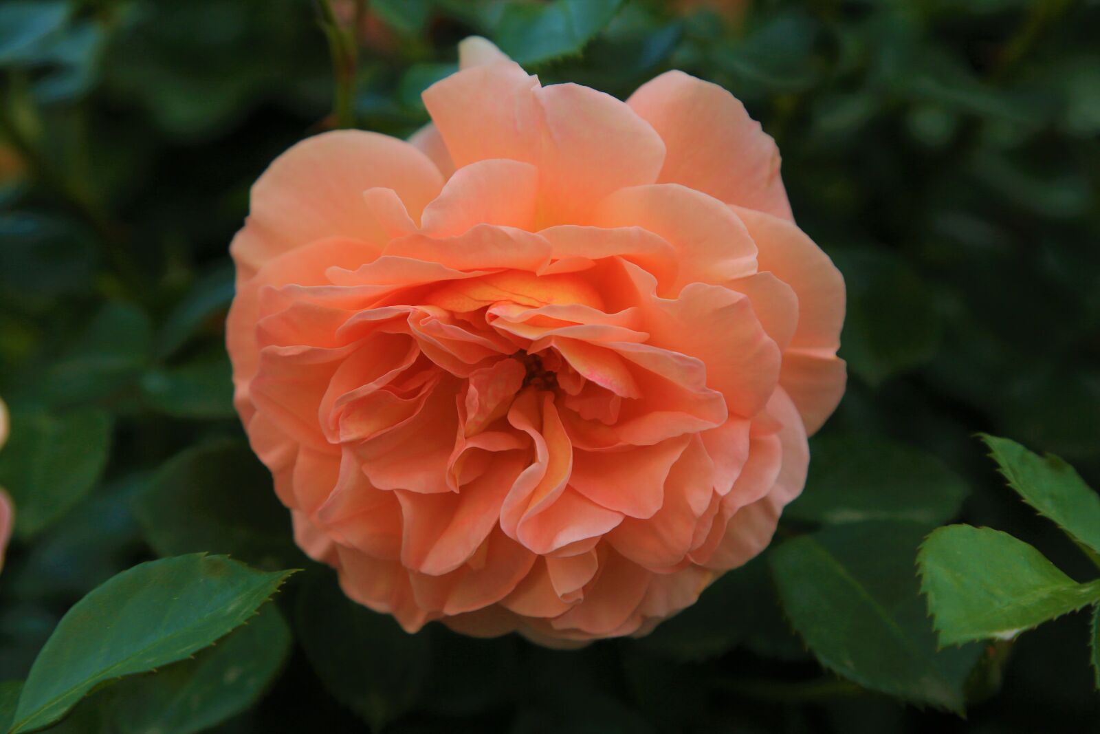 Canon EF 24-105mm F4L IS USM sample photo. Rose, spring, nature photography