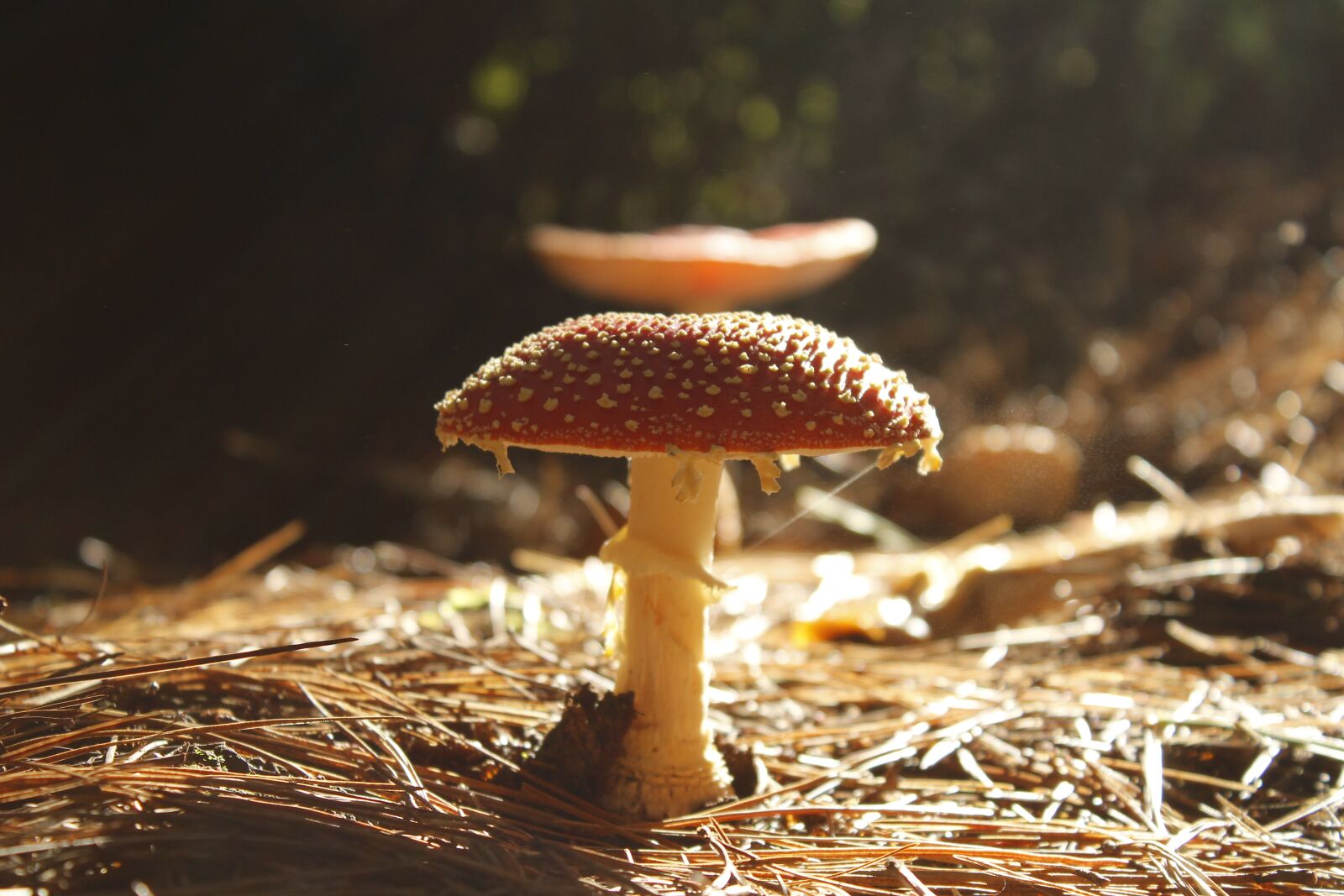Canon EOS 1200D (EOS Rebel T5 / EOS Kiss X70 / EOS Hi) sample photo. Fungus, forest, mushroom photography